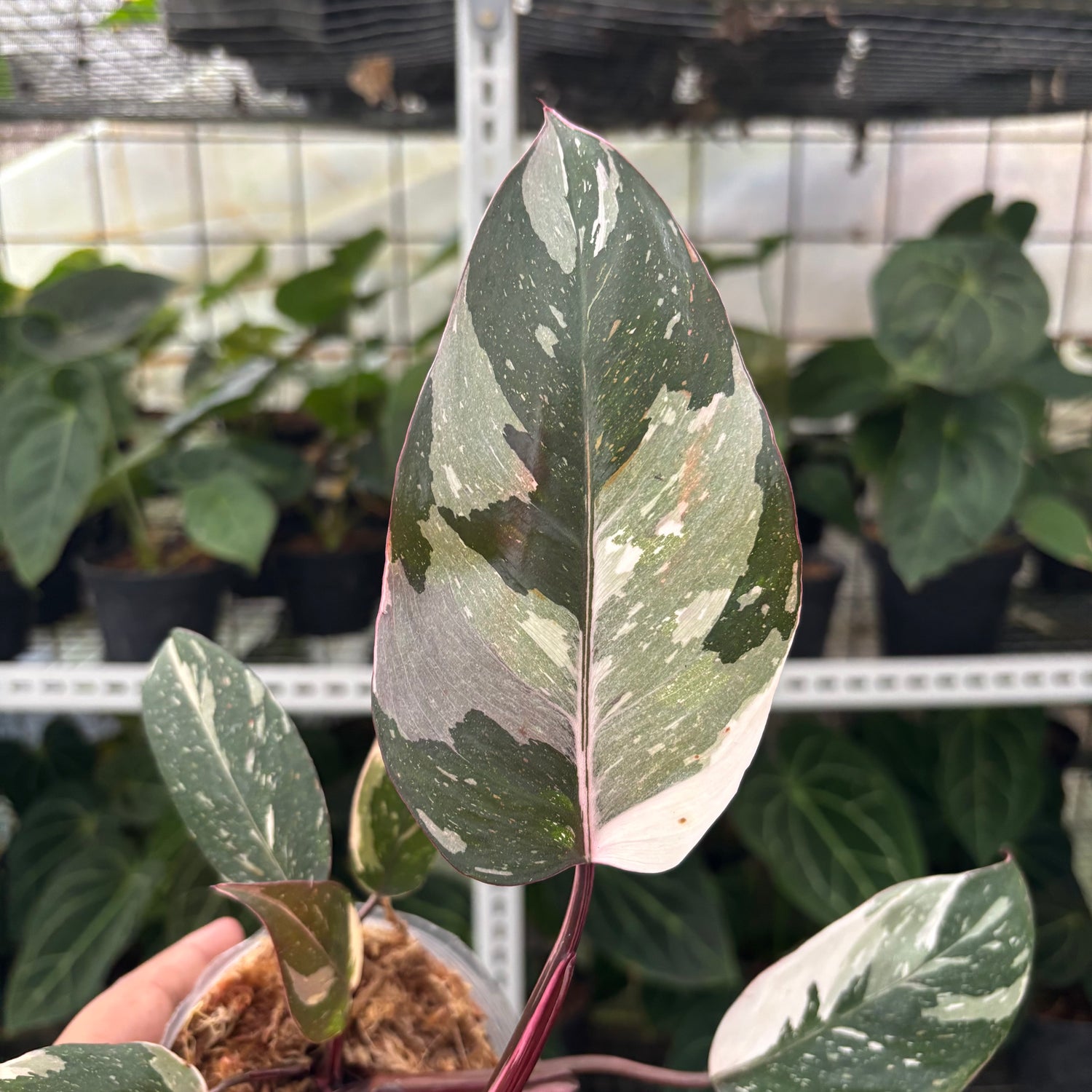 RP11-12 Philodendron Red Anderson