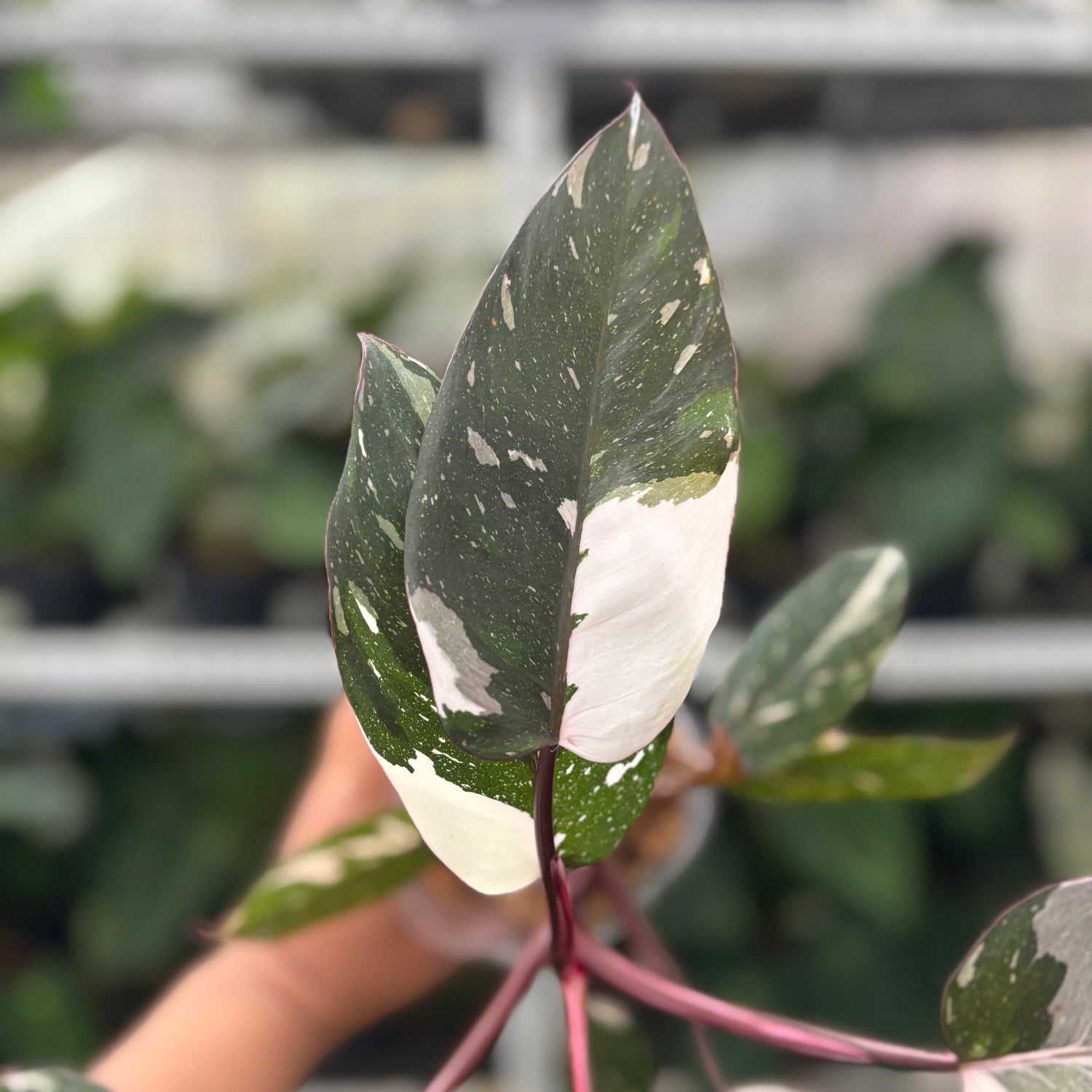 RP11-12 Philodendron Red Anderson