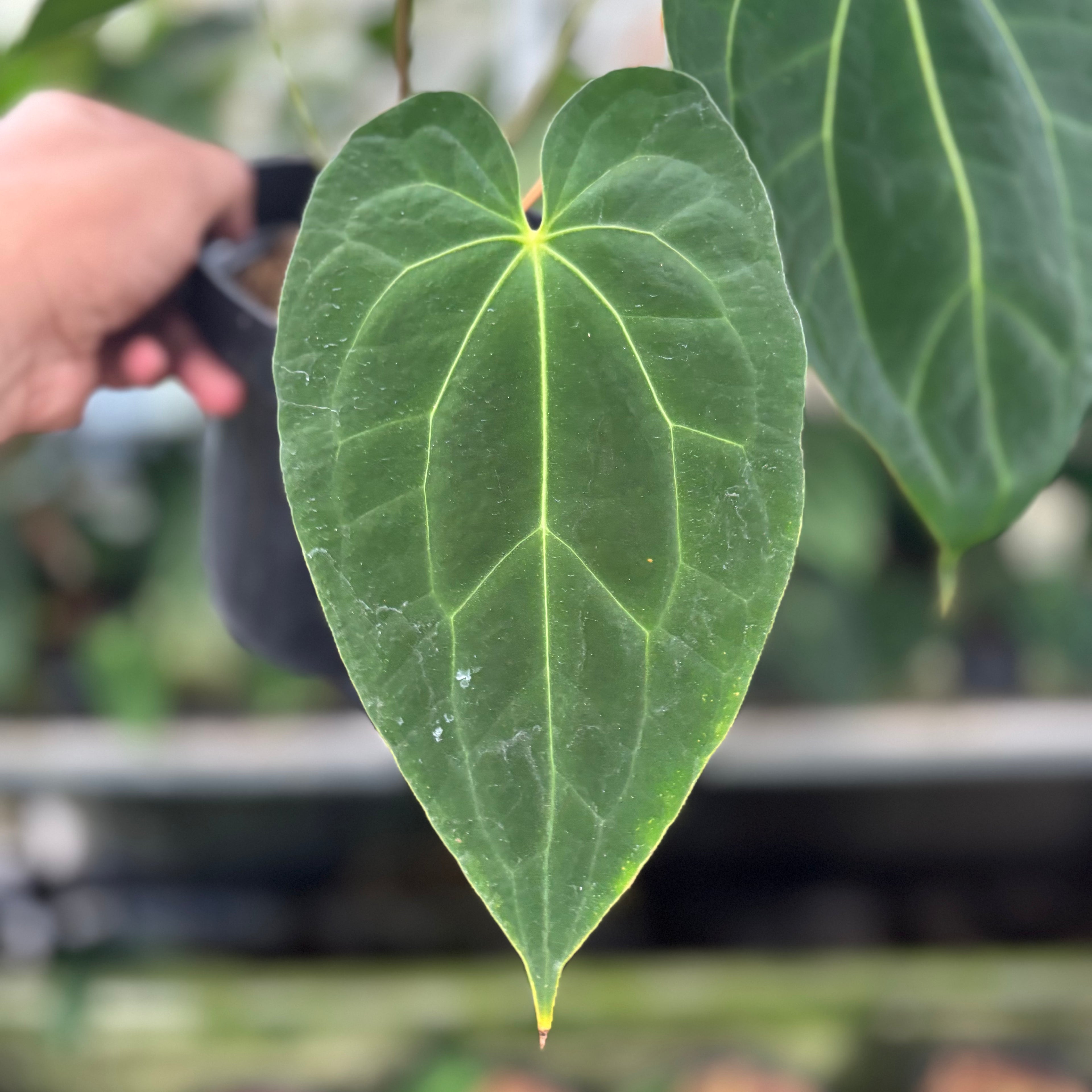 RP12-12 Anthurium Red Spider Hybrid