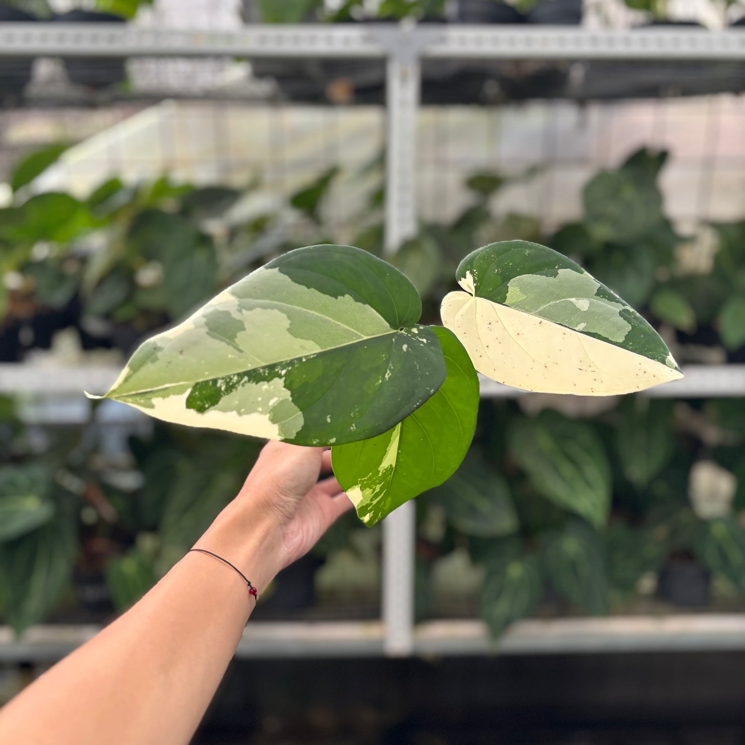 RP13-12 Syngonium Chiapense Variegated