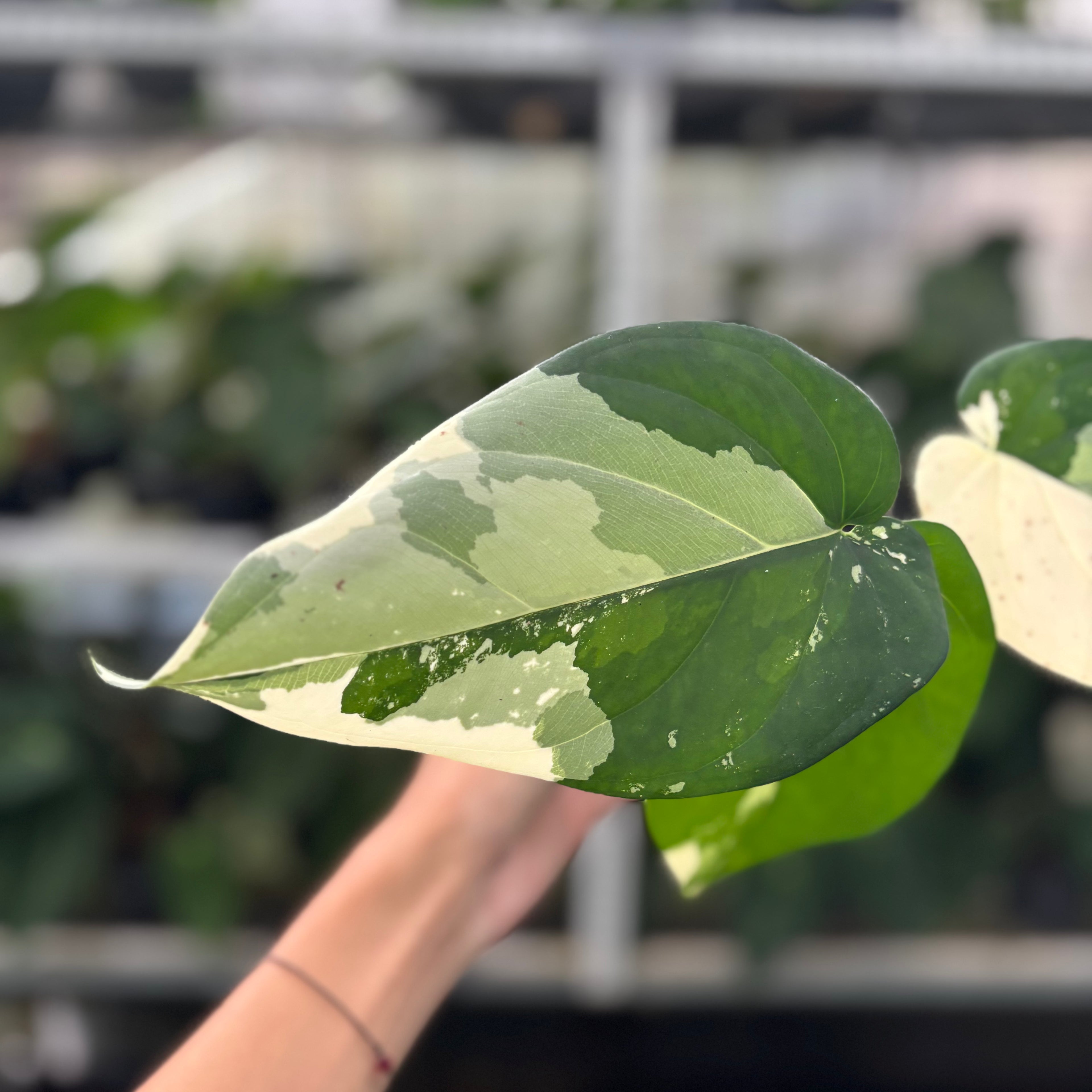 RP13-12 Syngonium Chiapense Variegated