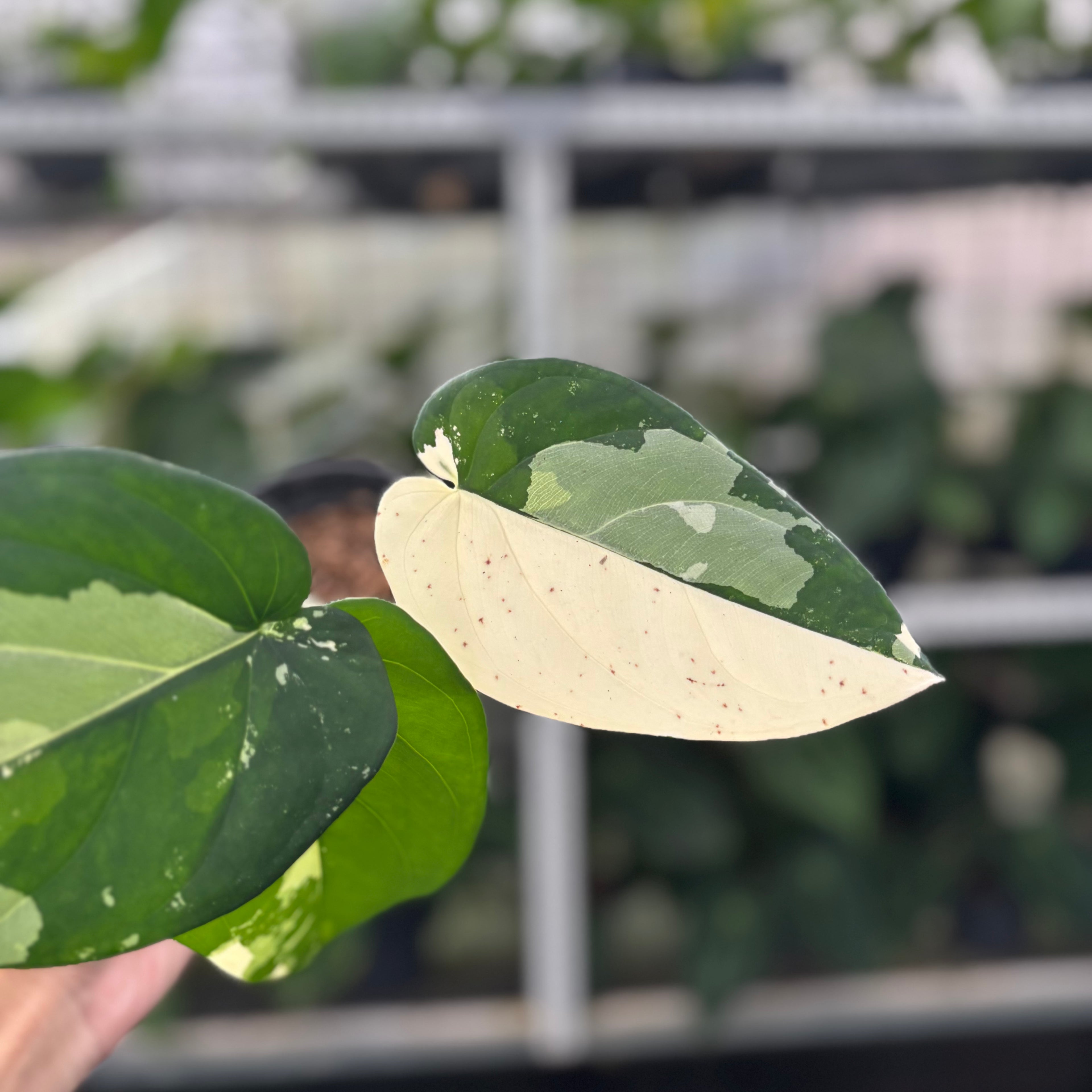 RP13-12 Syngonium Chiapense Variegated