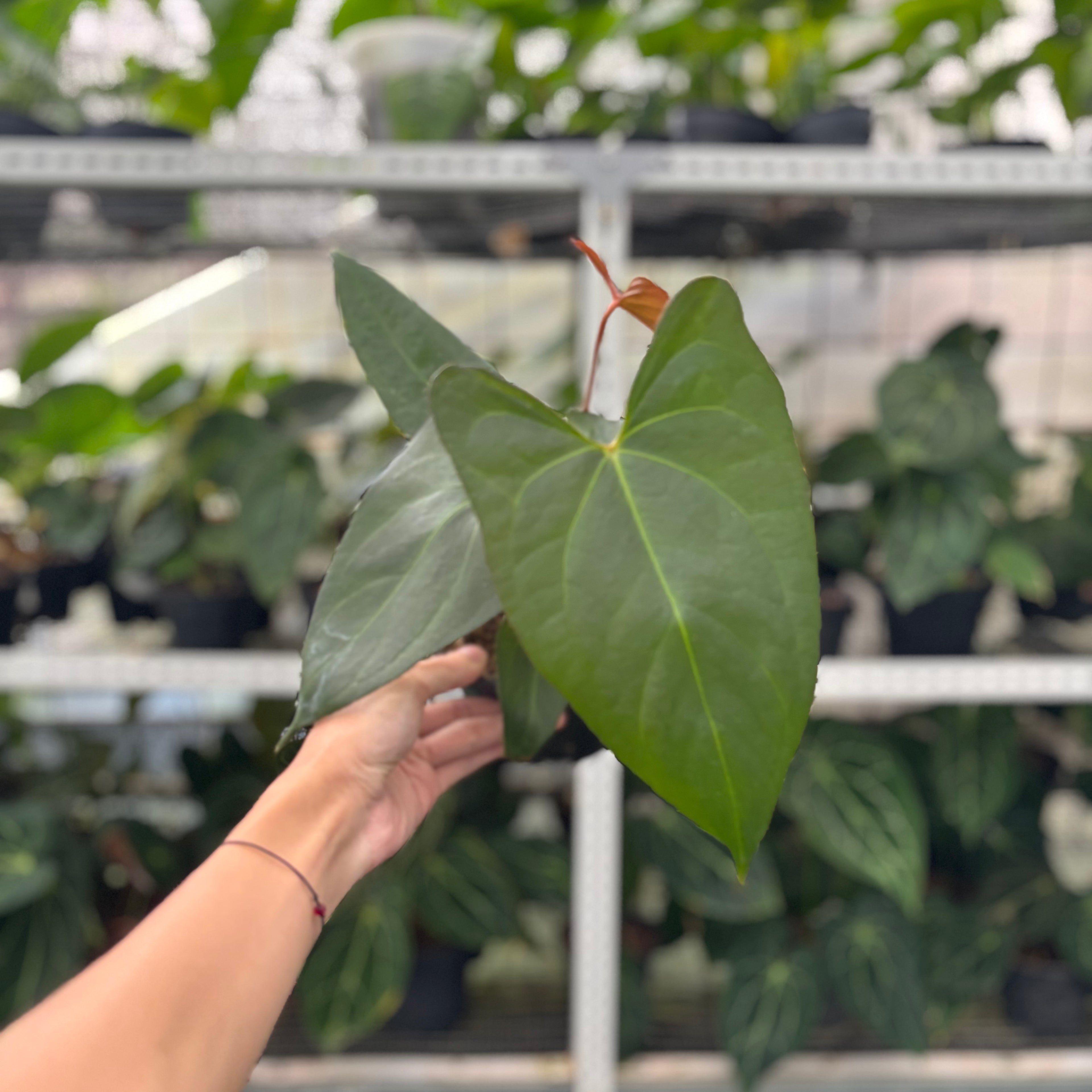 RP14-12 Anthurium Papillilaminum x Portilae