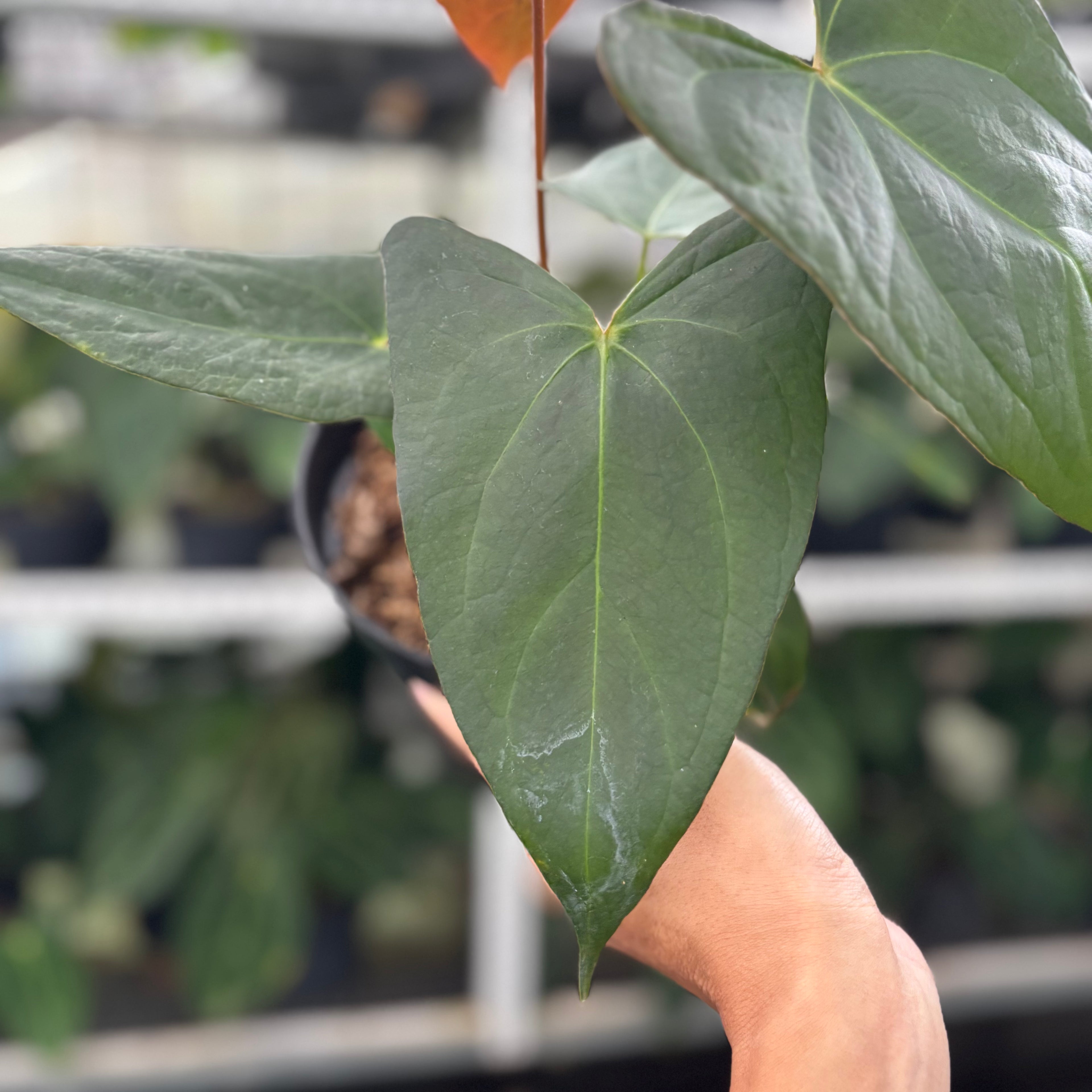 RP14-12 Anthurium Papillilaminum x Portilae