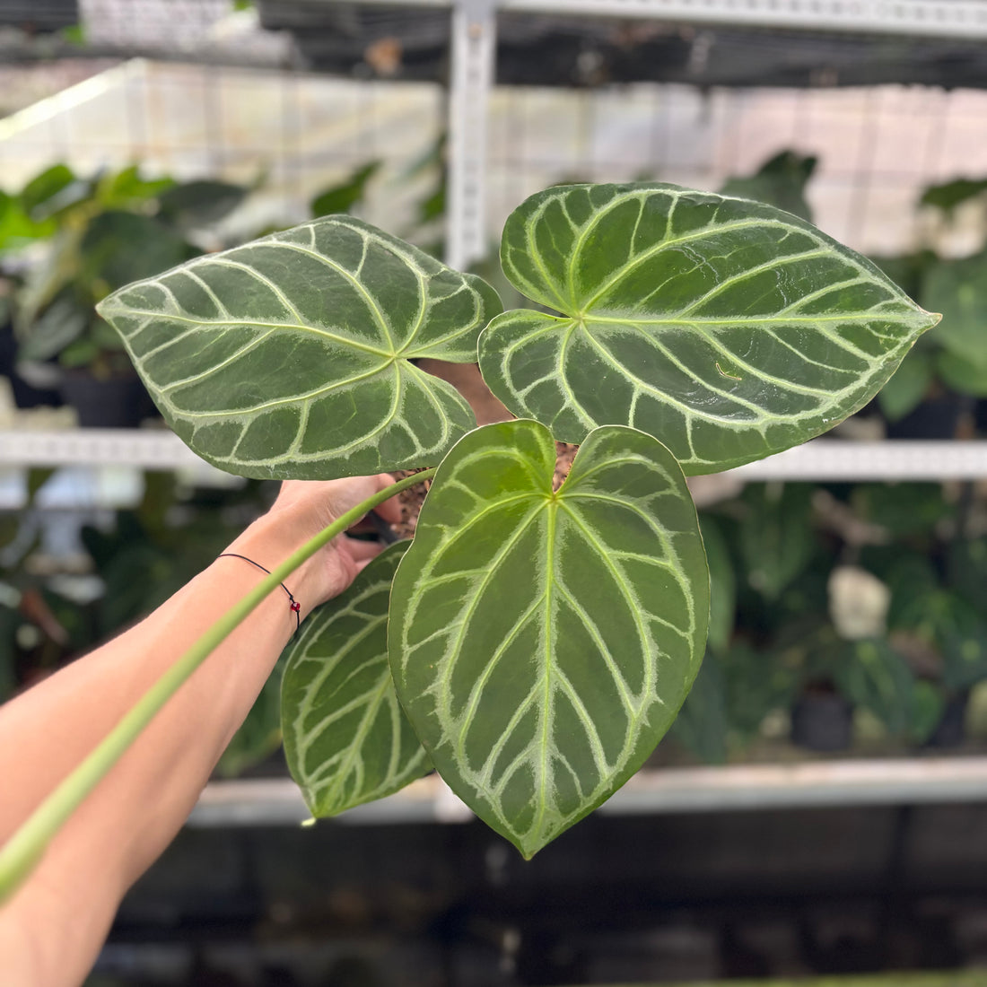 RP15-12 Anthurium Crystallinum