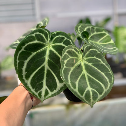 RP1-5 Anthurium Dorayaki Hybrid