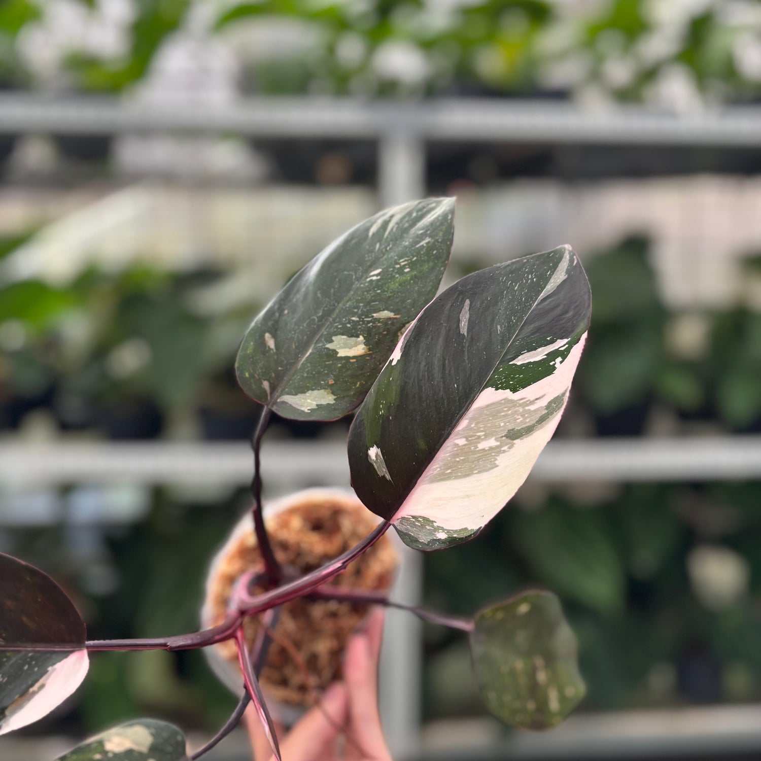 RP16-12 Philodendron Red Anderson