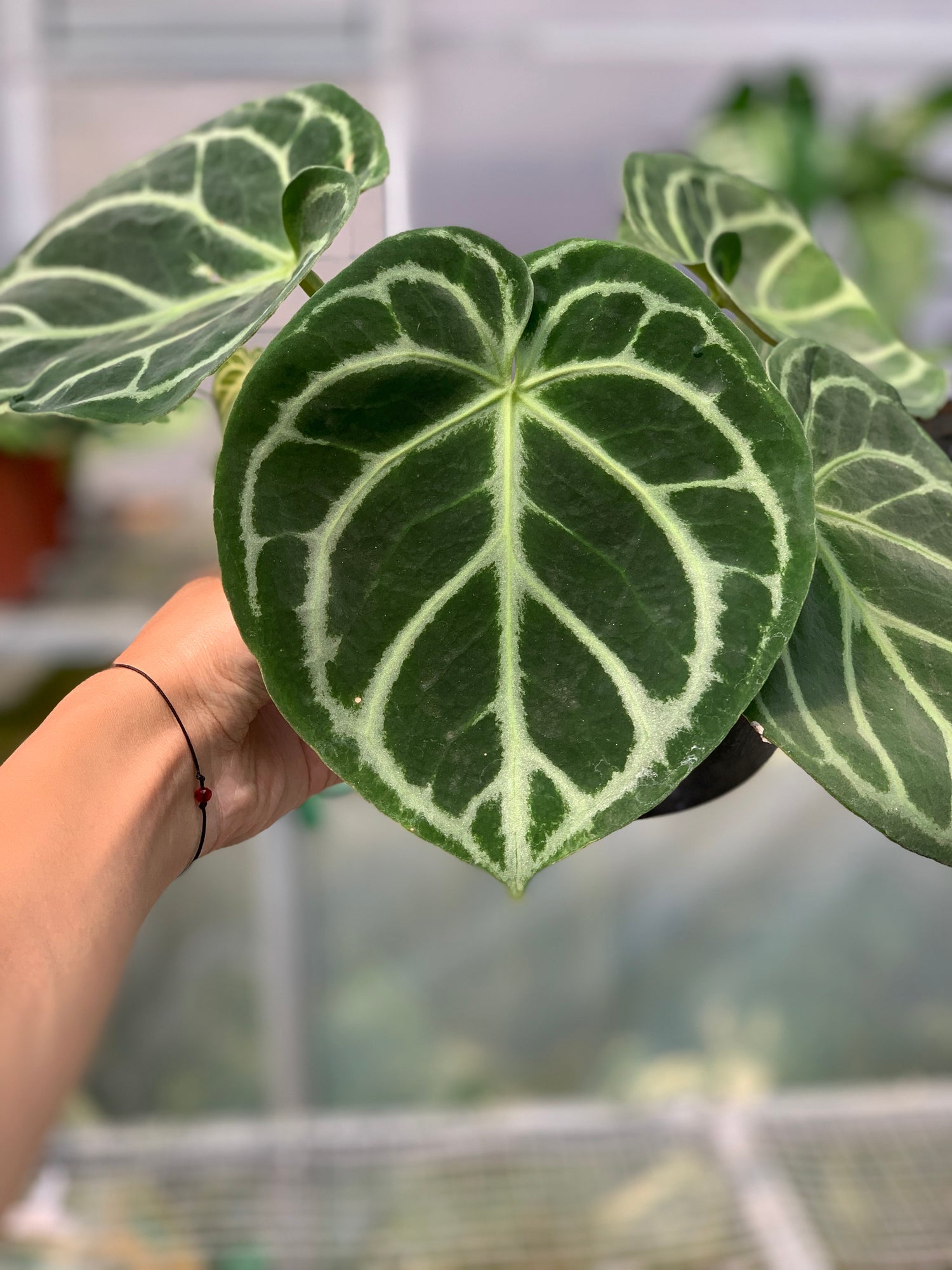 RP1-5 Anthurium Dorayaki Hybrid