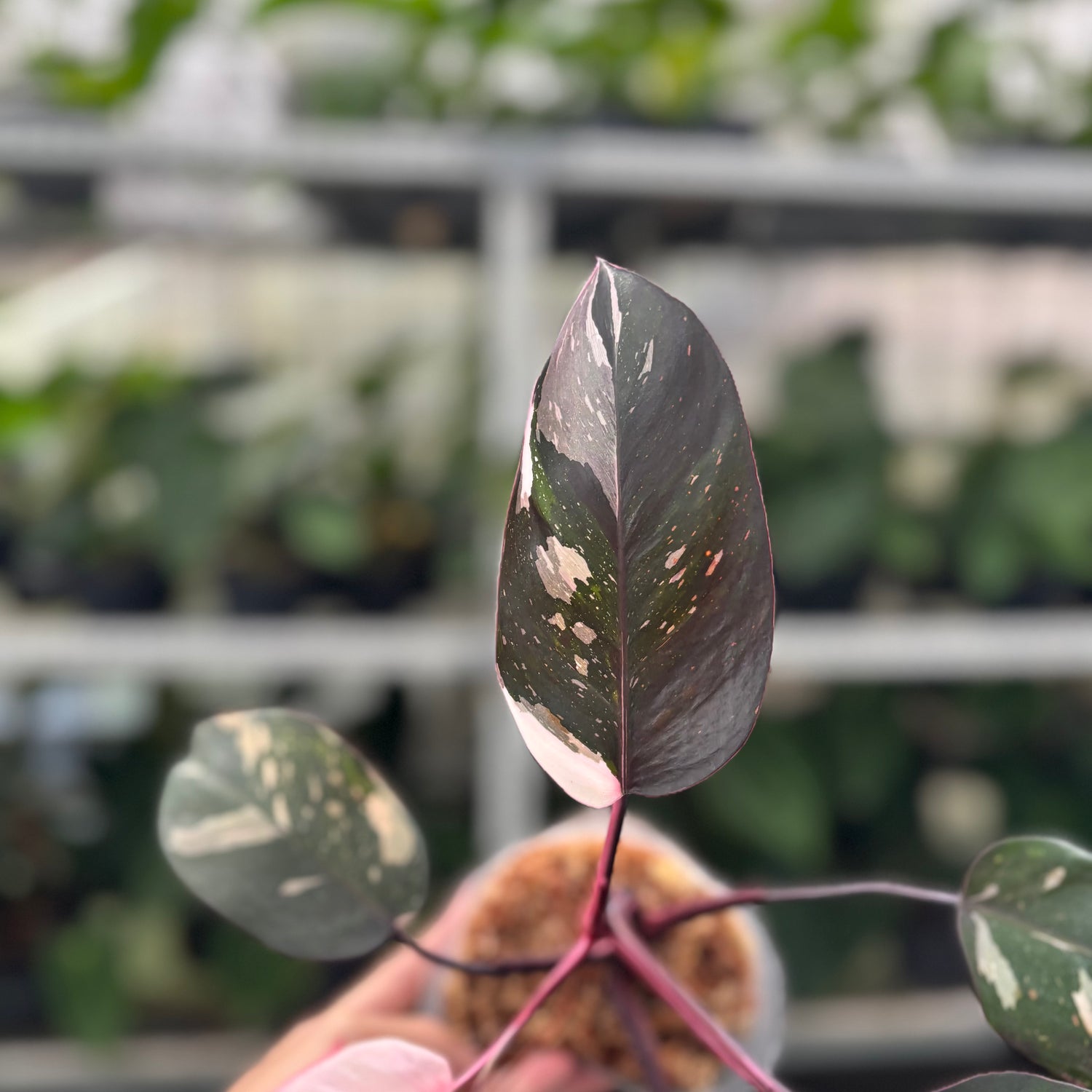 RP16-12 Philodendron Red Anderson