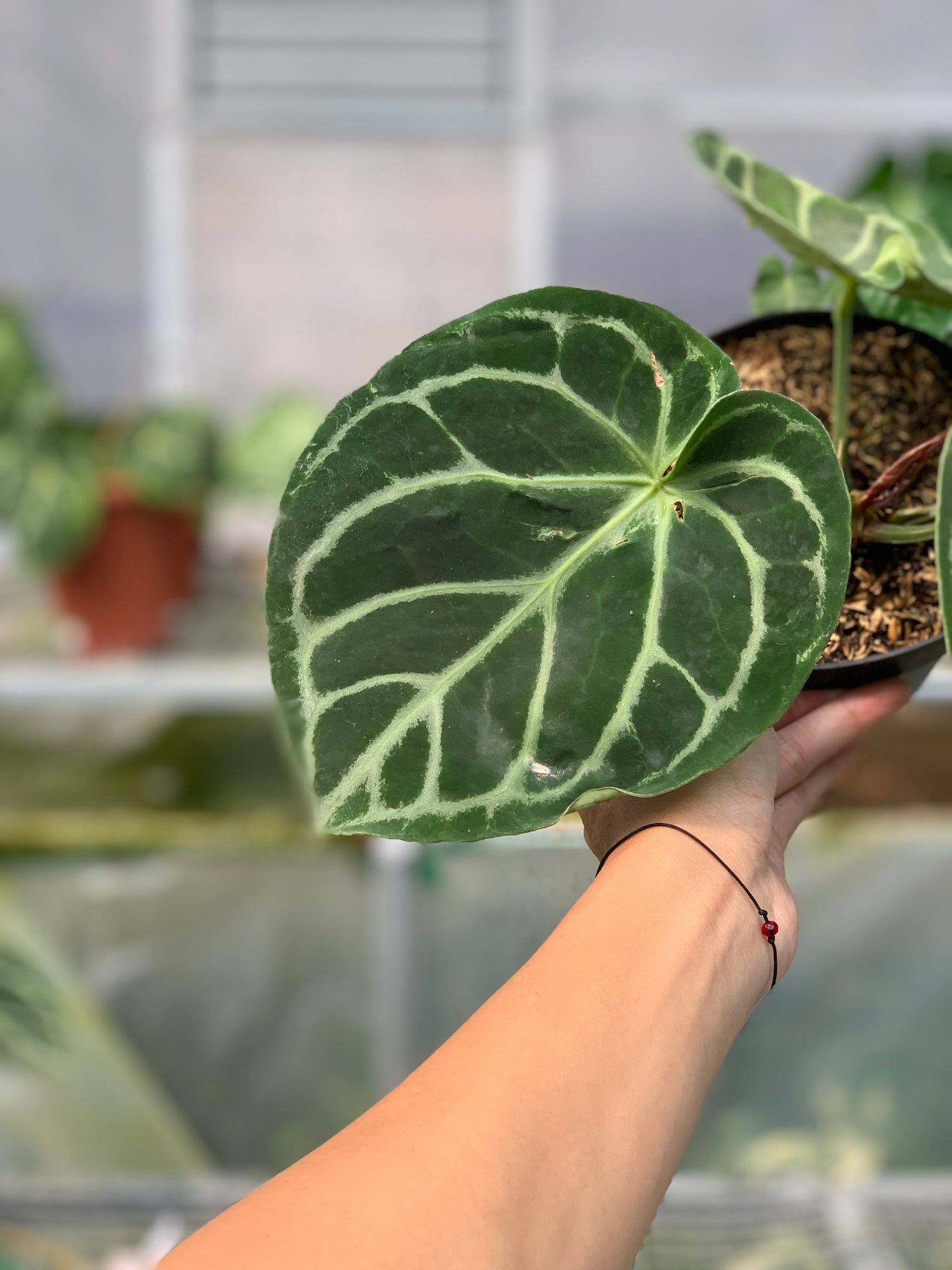 RP1-5 Anthurium Dorayaki Hybrid