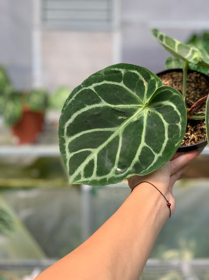 RP1-5 Anthurium Dorayaki Hybrid