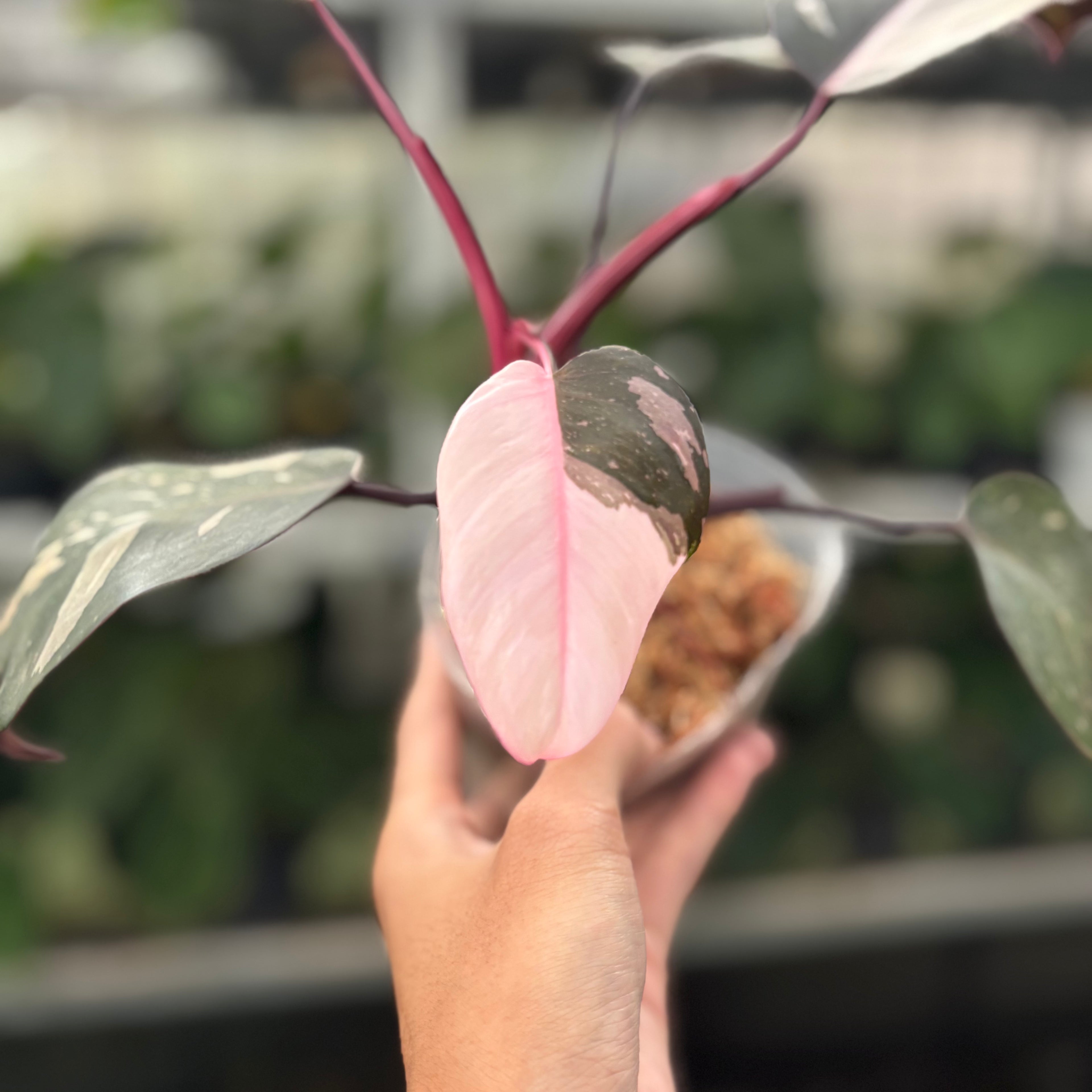 RP16-12 Philodendron Red Anderson