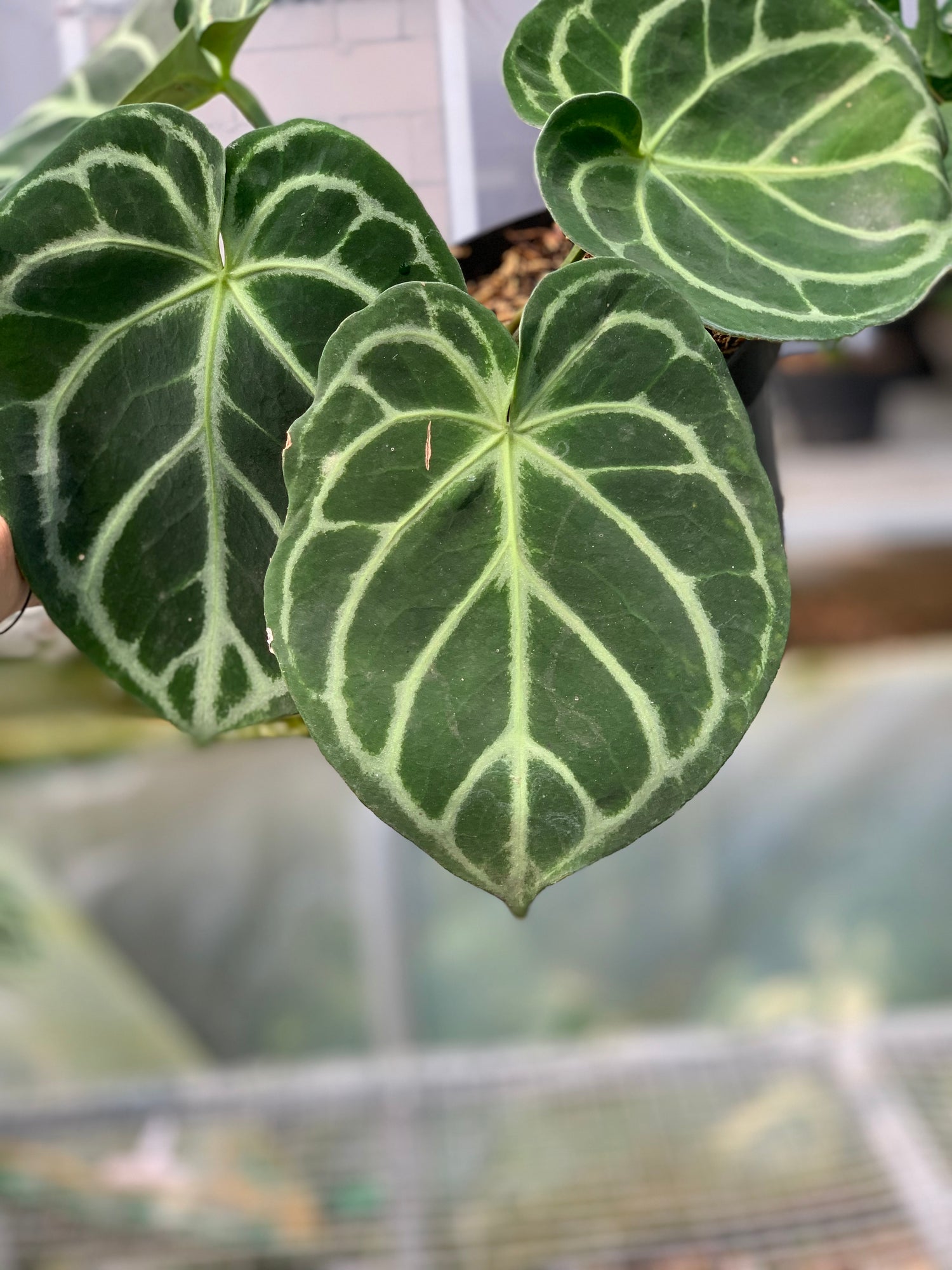 RP1-5 Anthurium Dorayaki Hybrid