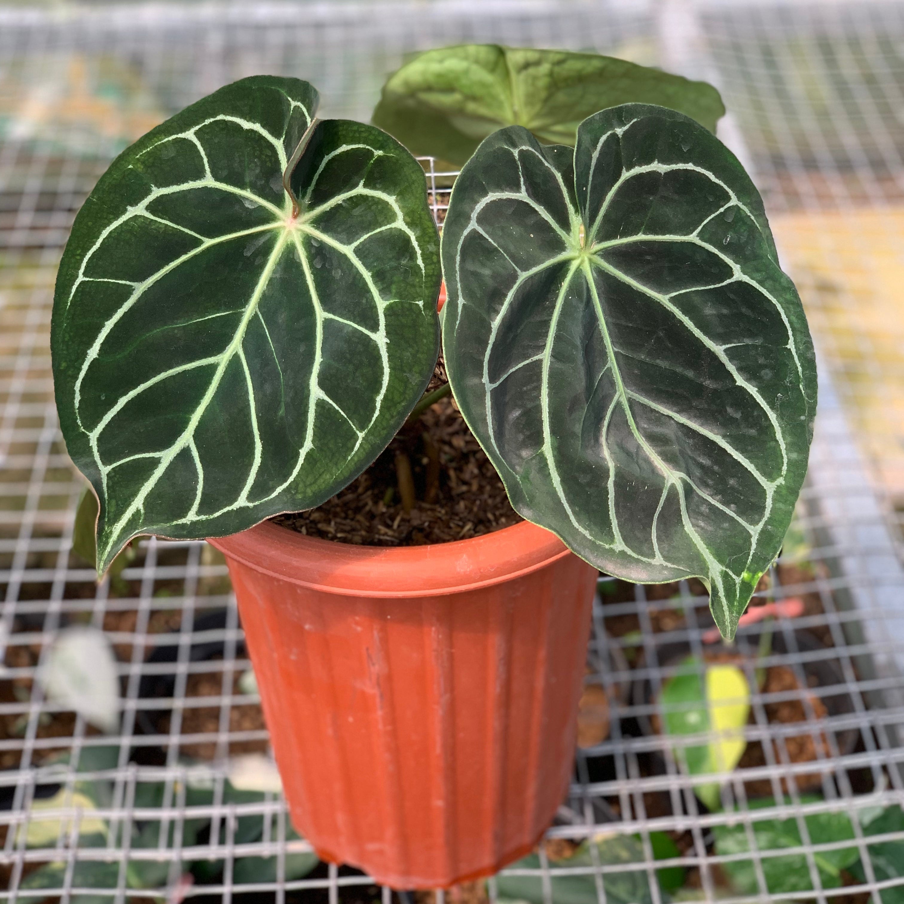 RP2-5 Anthurium Dorayaki x Magnificum