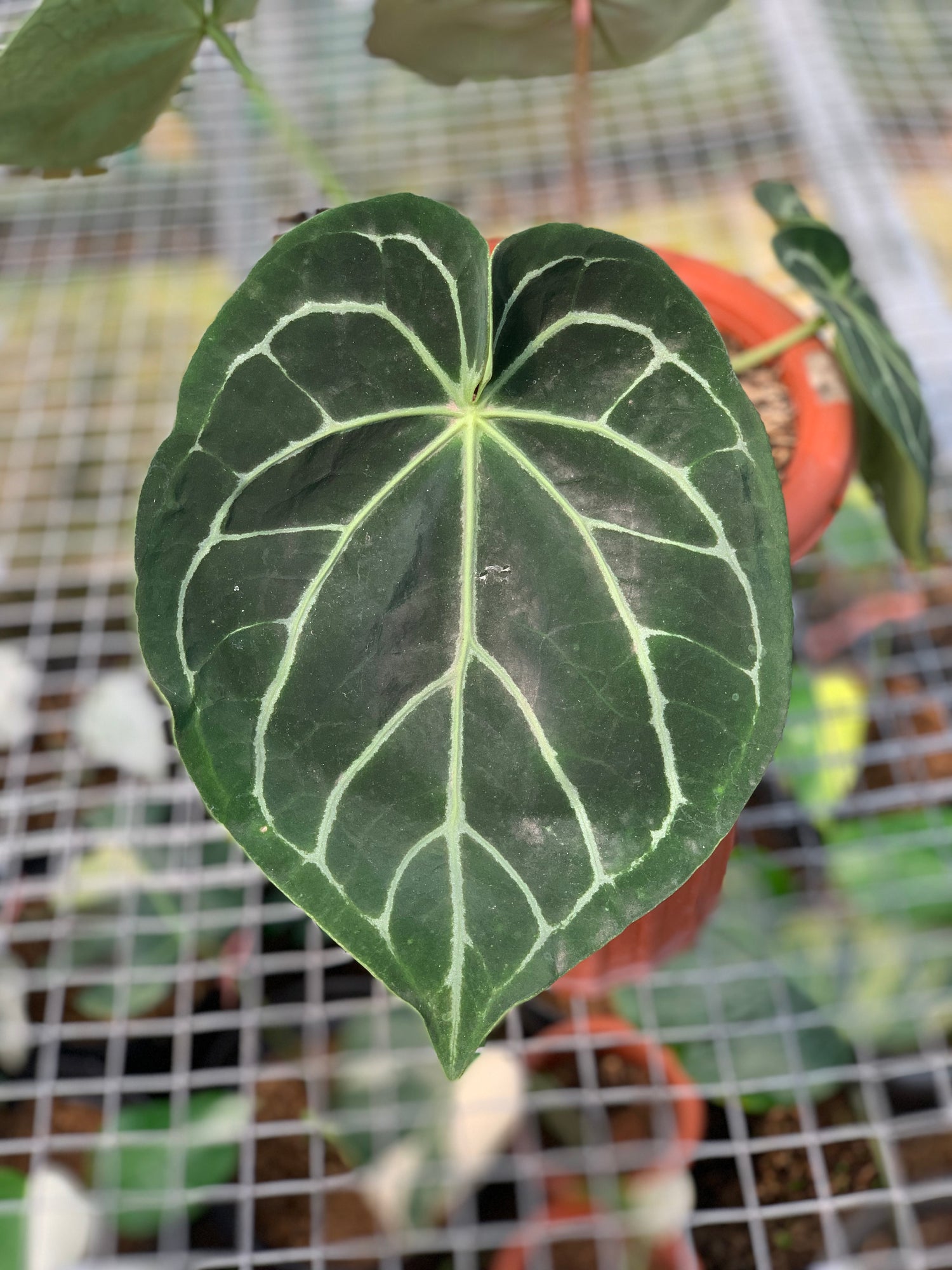 RP2-5 Anthurium Dorayaki x Magnificum