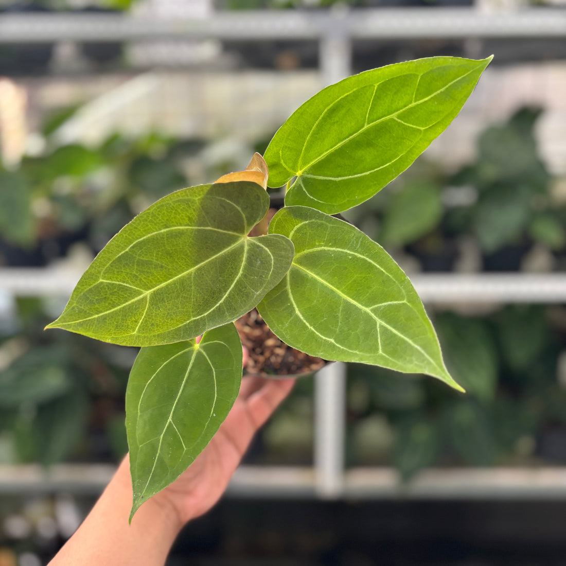 RP17-12 Anthurium Papillilaminum Mint