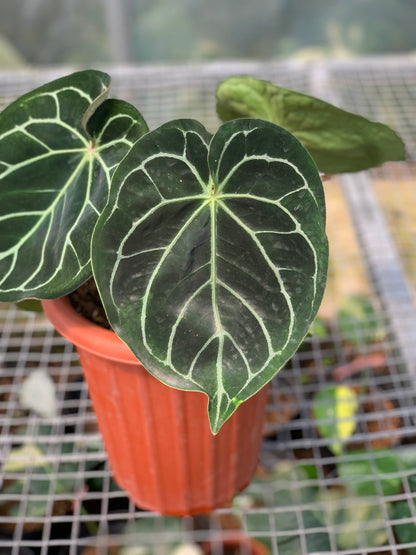 RP2-5 Anthurium Dorayaki x Magnificum