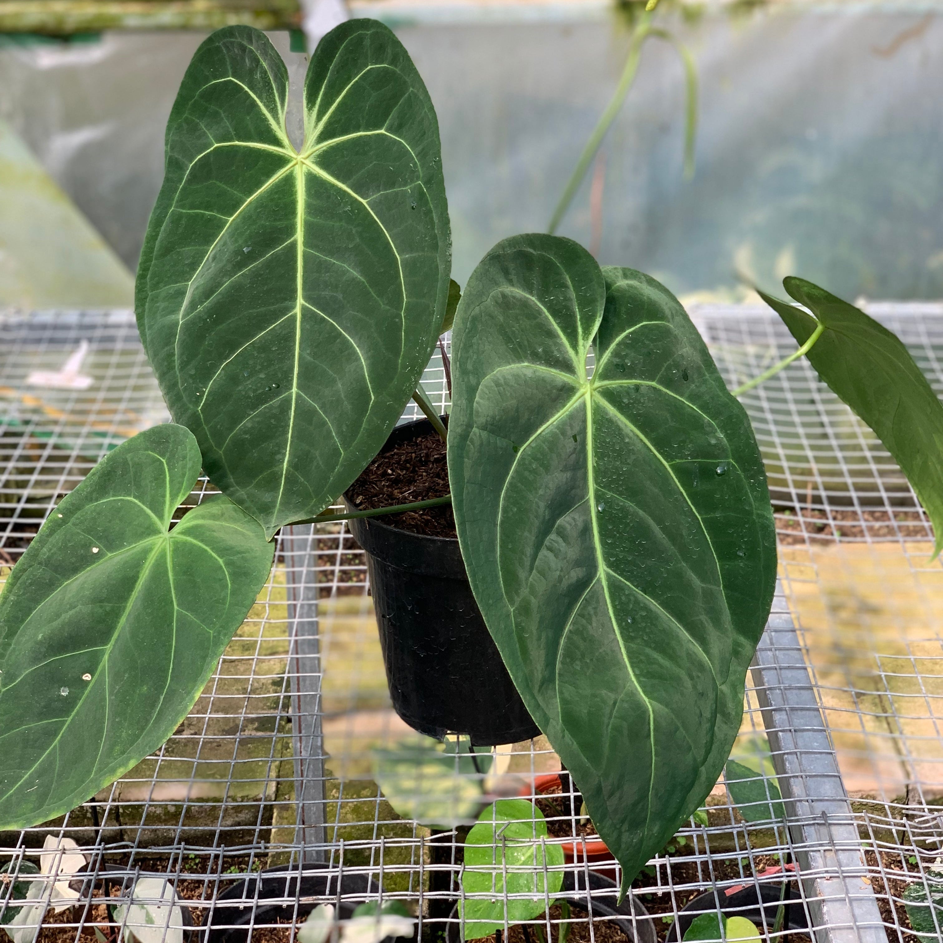 RP3-5 Anthurium Magnificum Verde x Papilillaminum