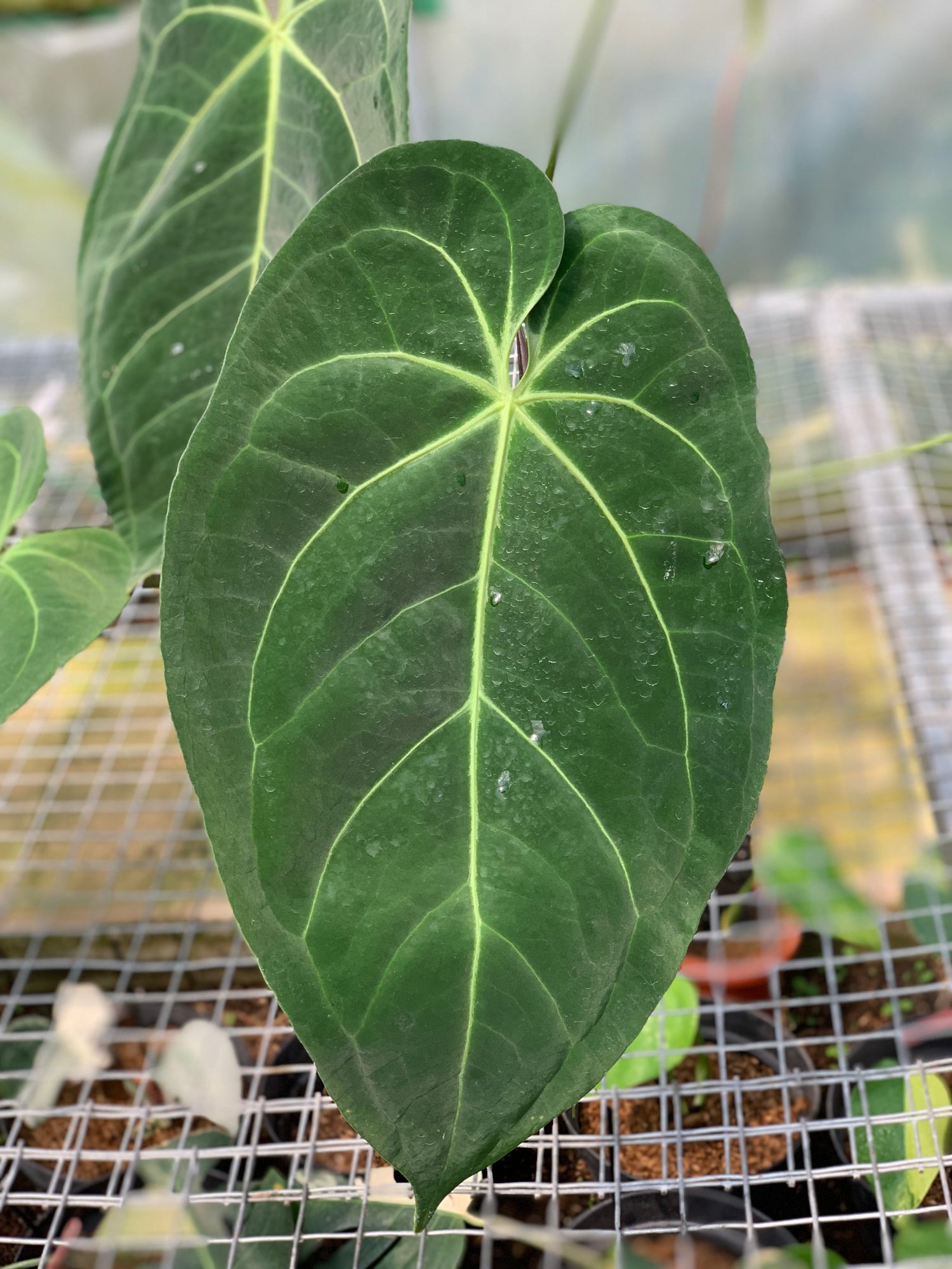 RP3-5 Anthurium Magnificum Verde x Papilillaminum