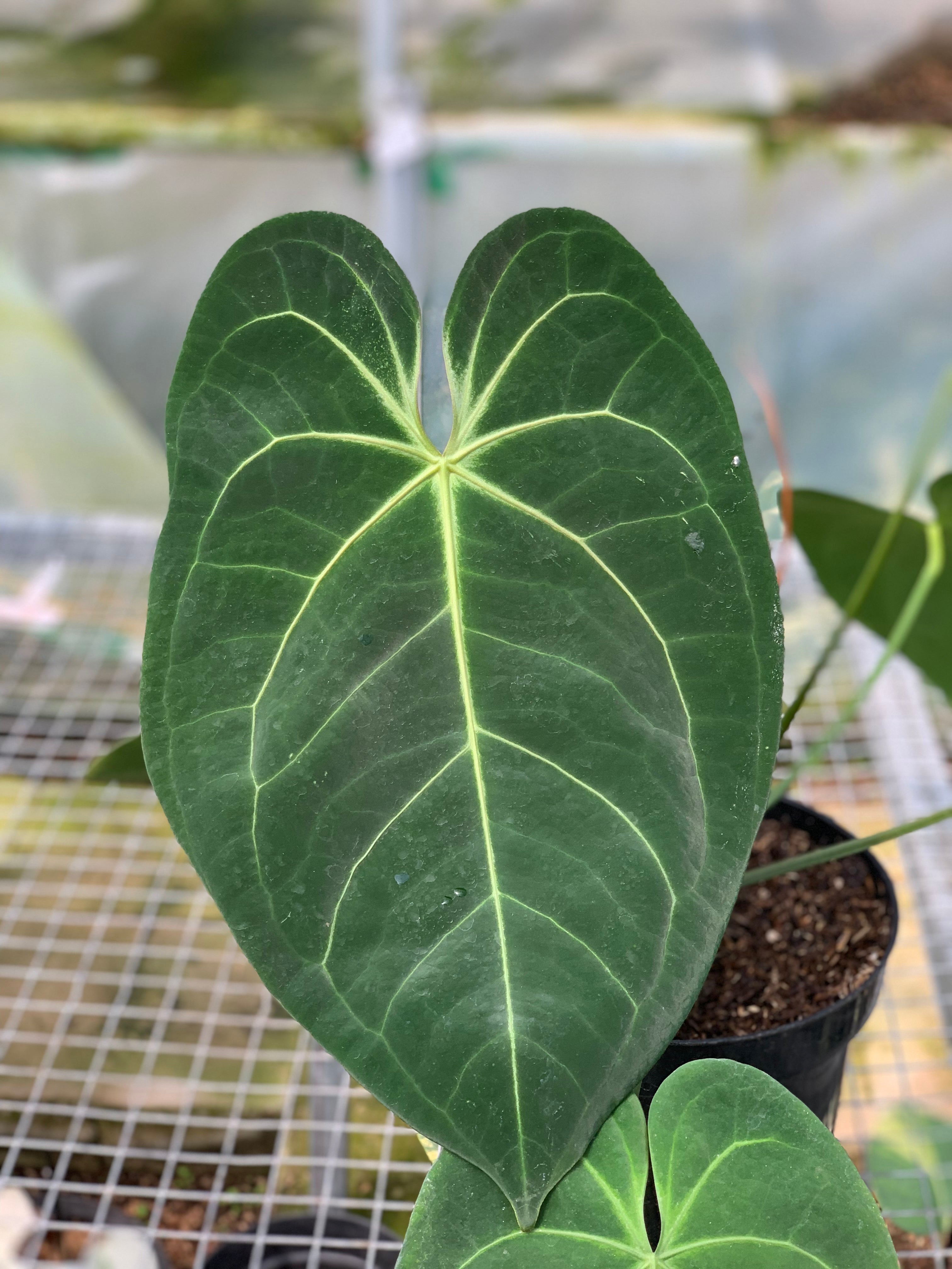 RP3-5 Anthurium Magnificum Verde x Papilillaminum