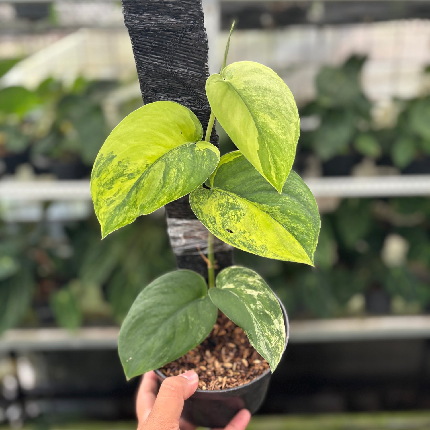 Scindapsus Jade Satin Variegated