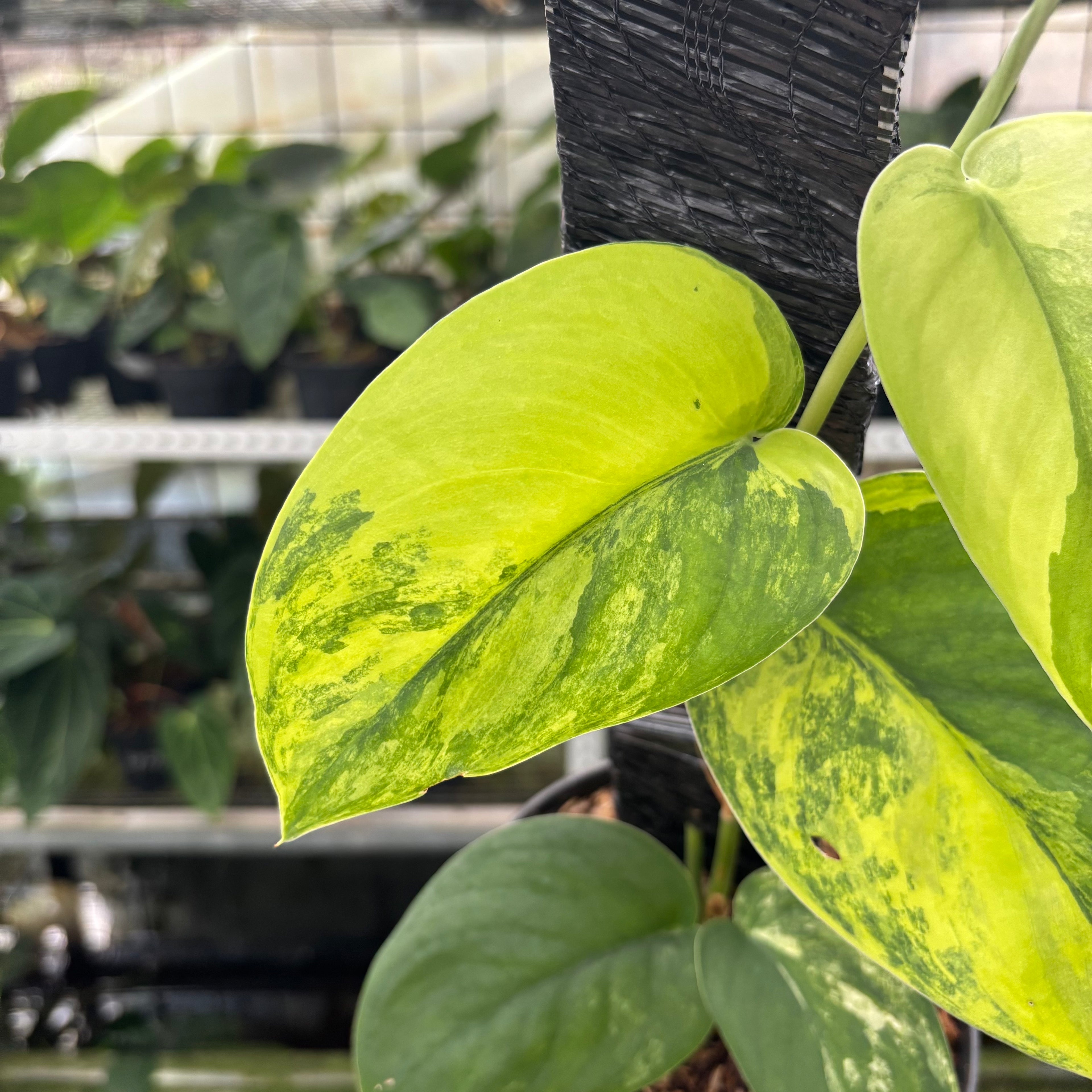 RP18-12 Scindapsus Jade Satin Aurea