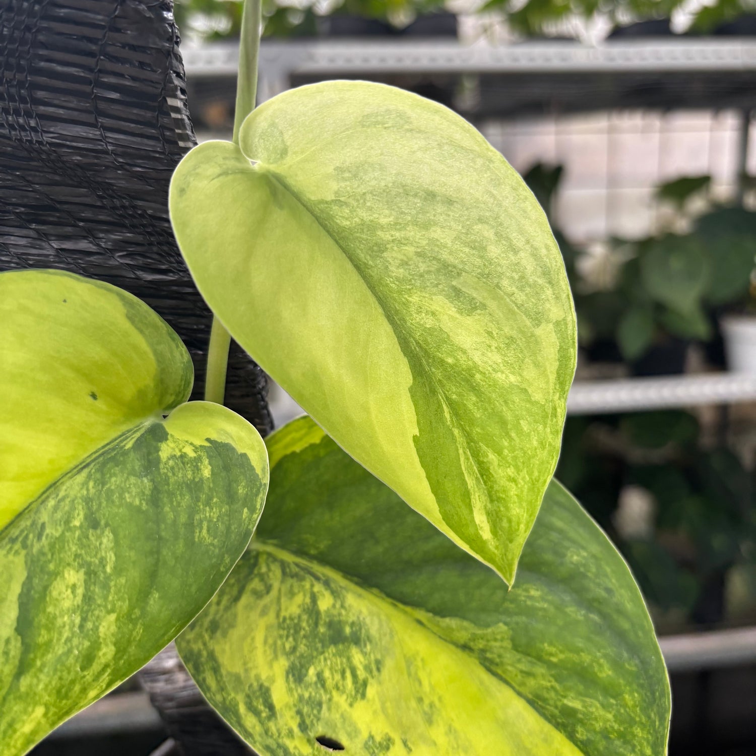 Scindapsus Jade Satin Variegated
