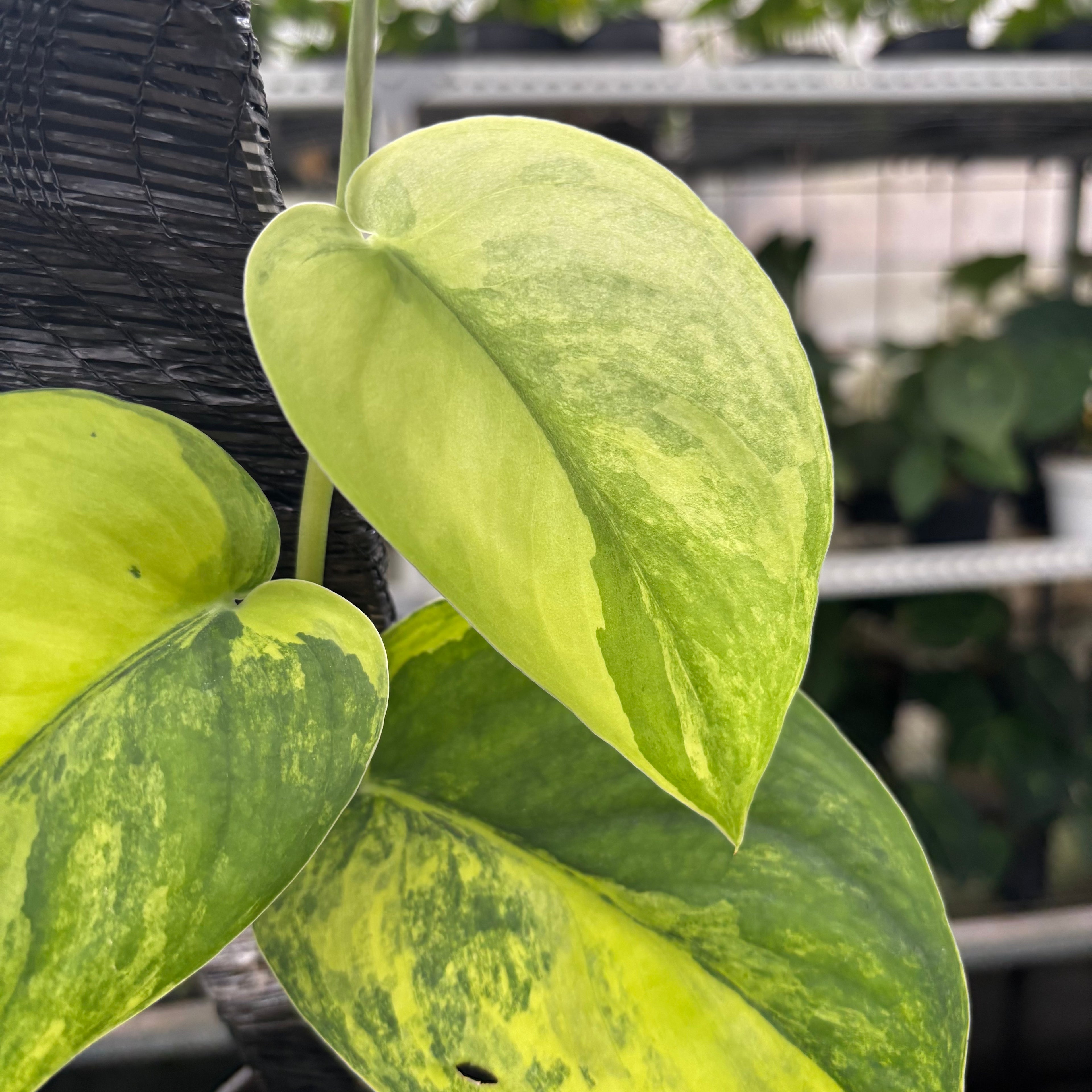 Scindapsus Jade Satin Variegated
