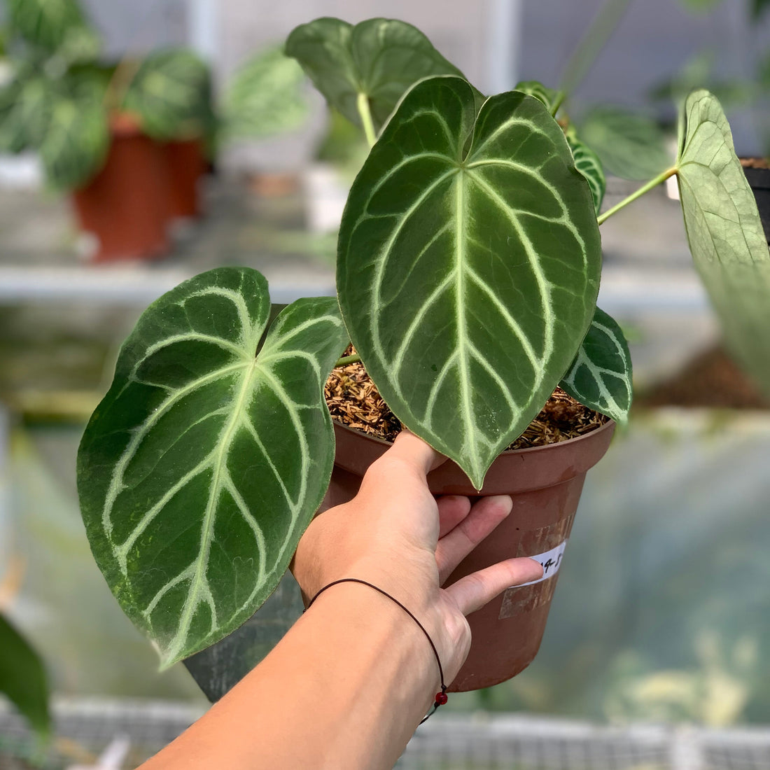 RP4-5 Anthurium Dorayaki x Magnificum