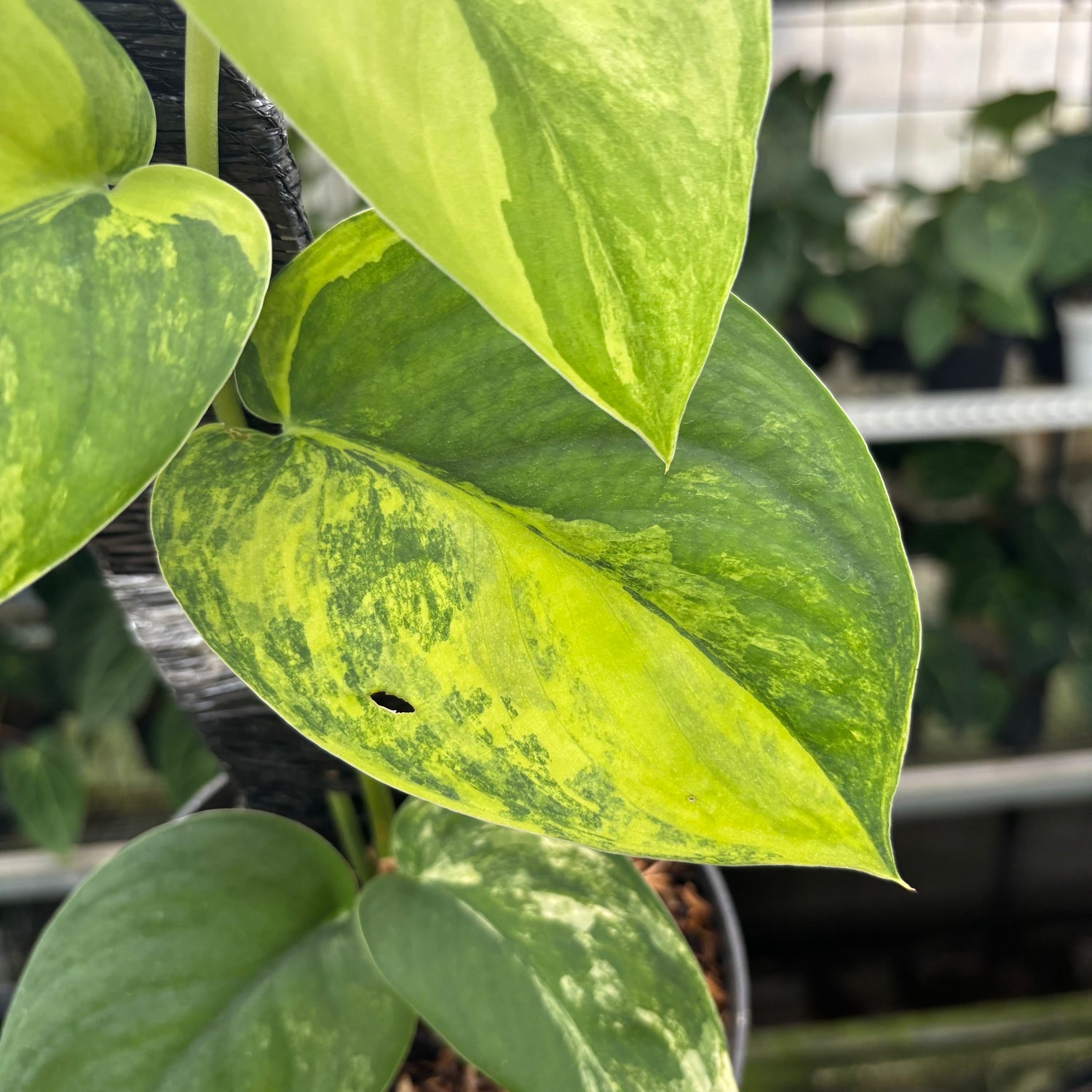 scindapsus jade satin pothos Scindapsus Jade Satin Variegated _ 1