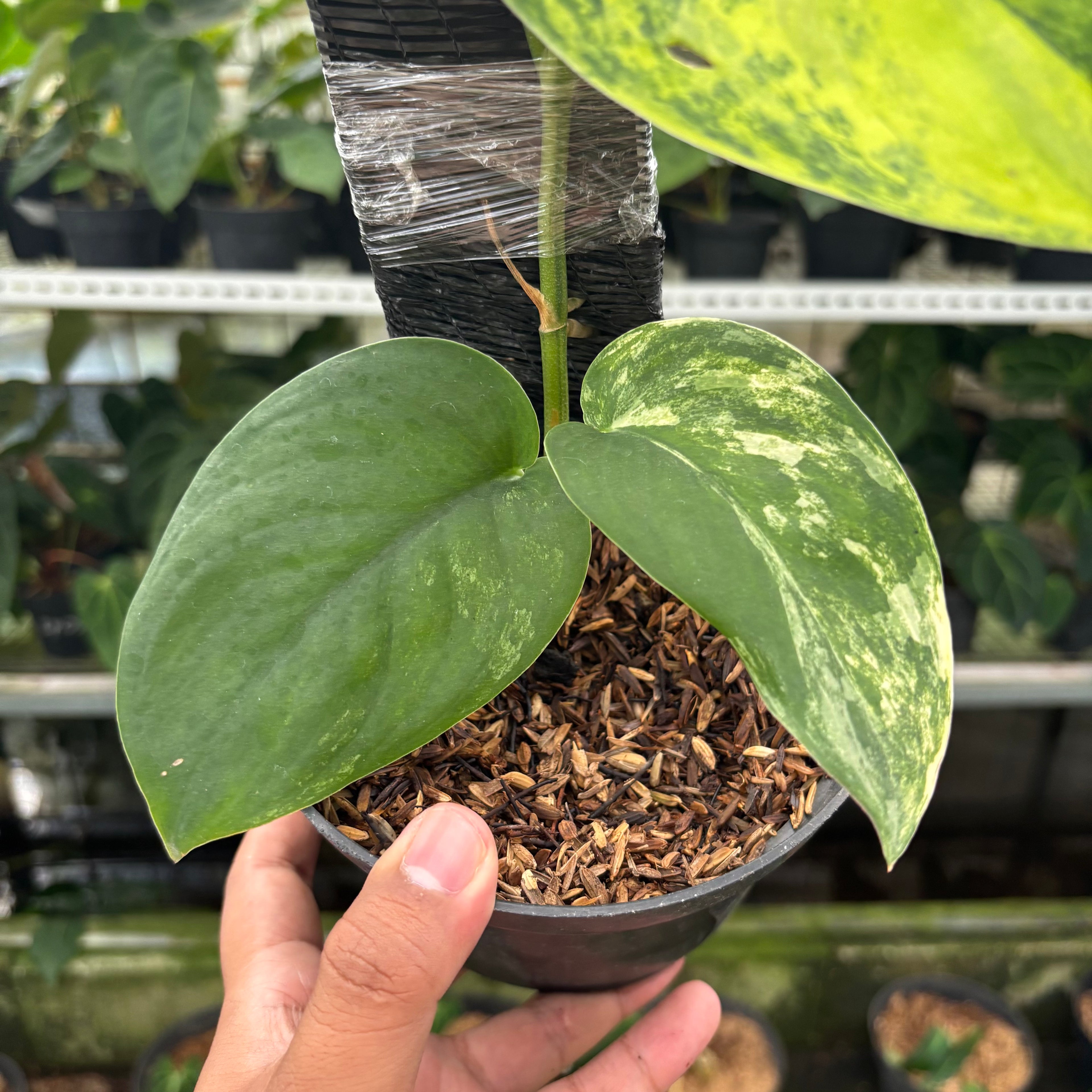 RP18-12 Scindapsus Jade Satin Aurea