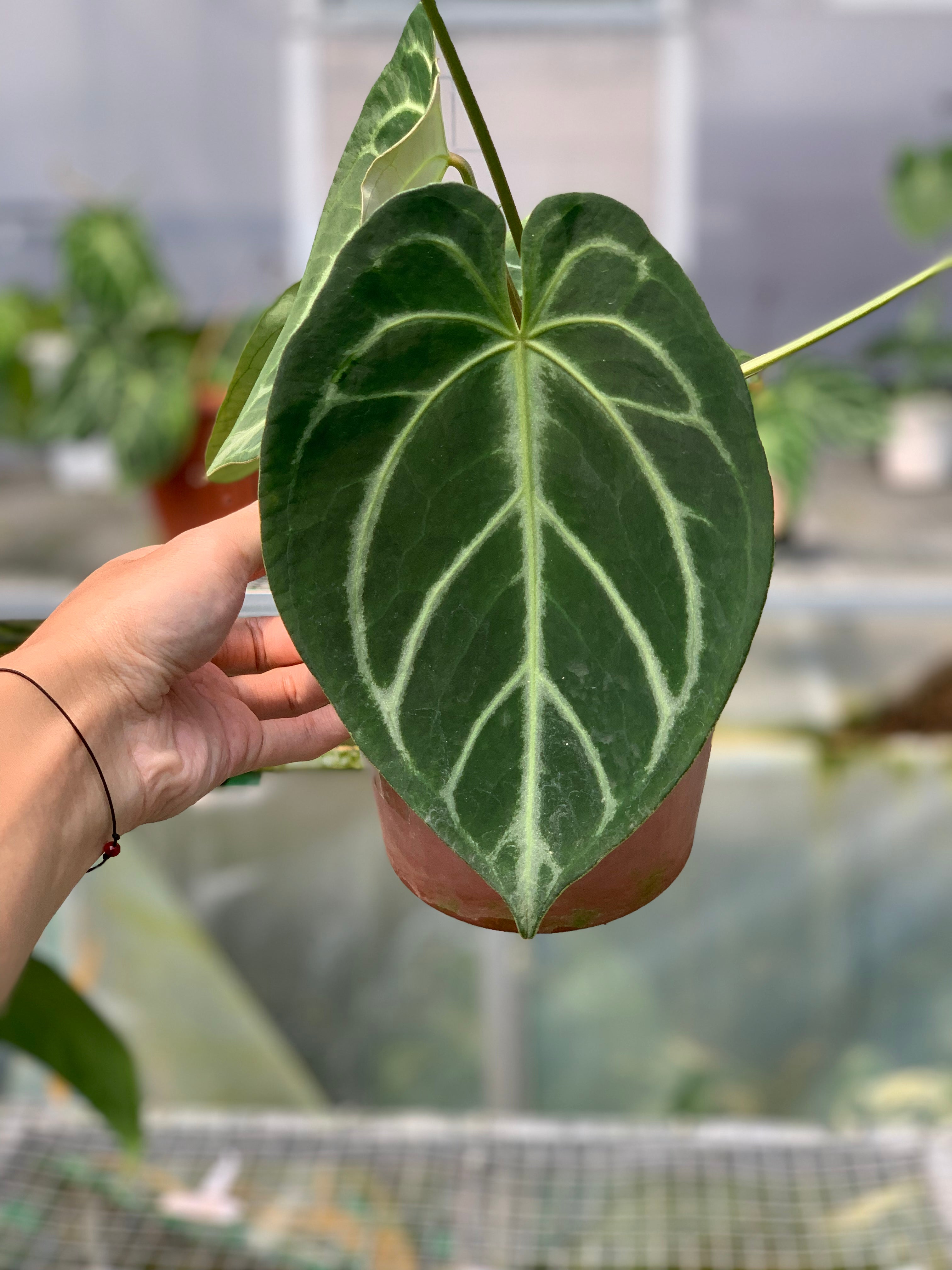 RP4-5 Anthurium Dorayaki x Magnificum