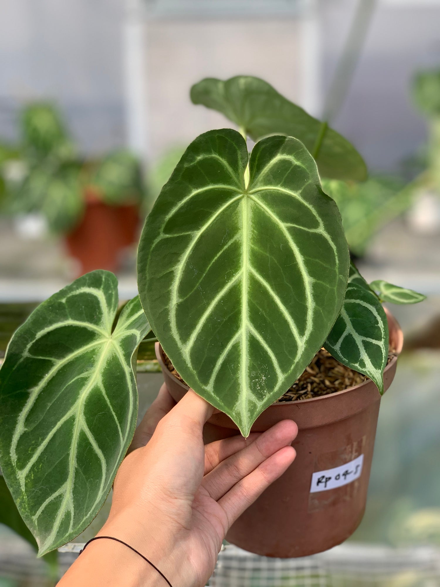 RP4-5 Anthurium Dorayaki x Magnificum