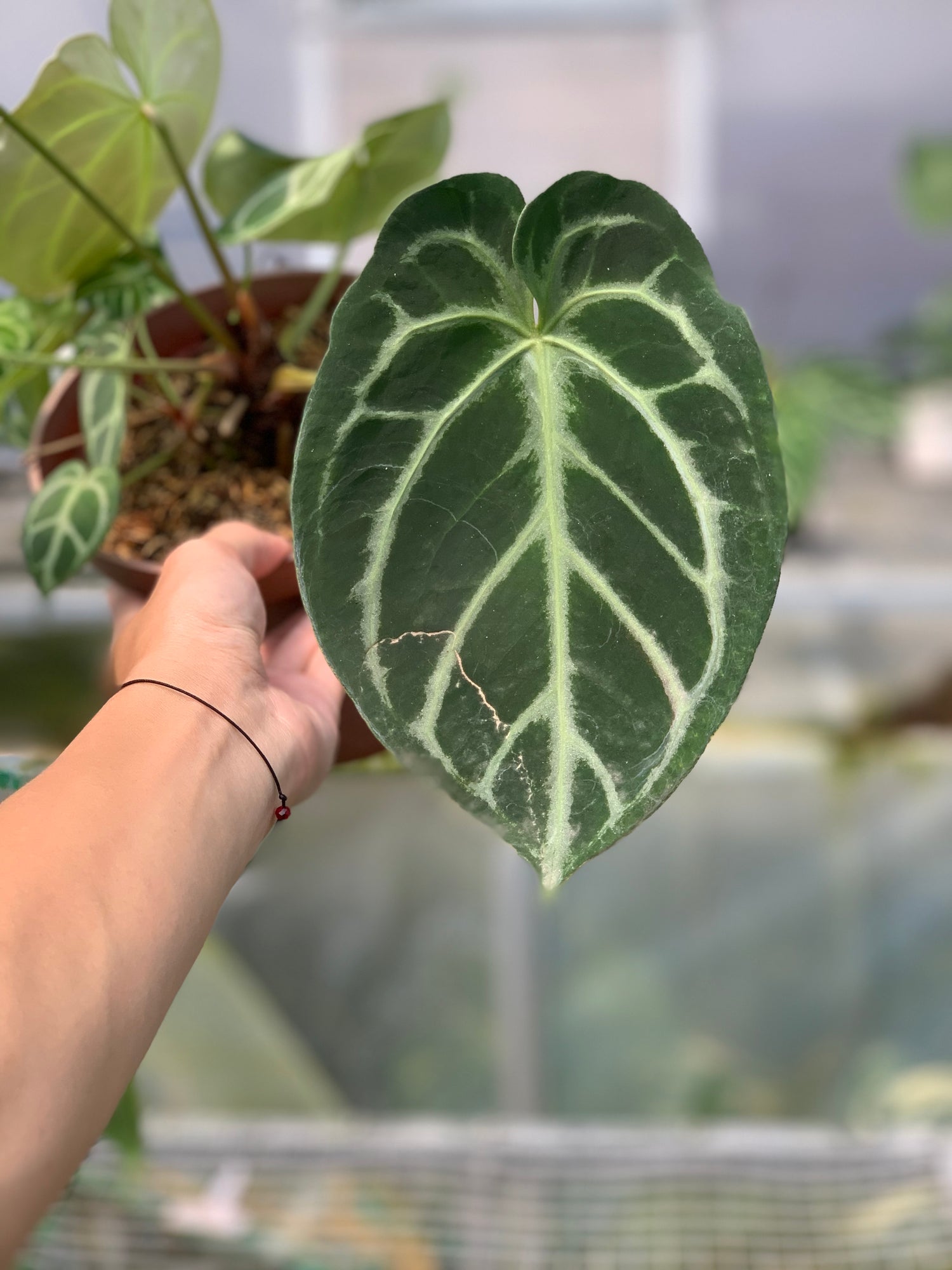 RP4-5 Anthurium Dorayaki x Magnificum