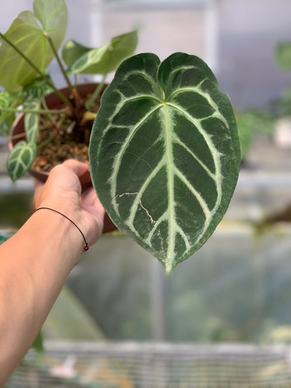 RP4-5 Anthurium Dorayaki x Magnificum