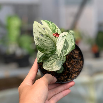RP5-5 Scindapsus White Mint