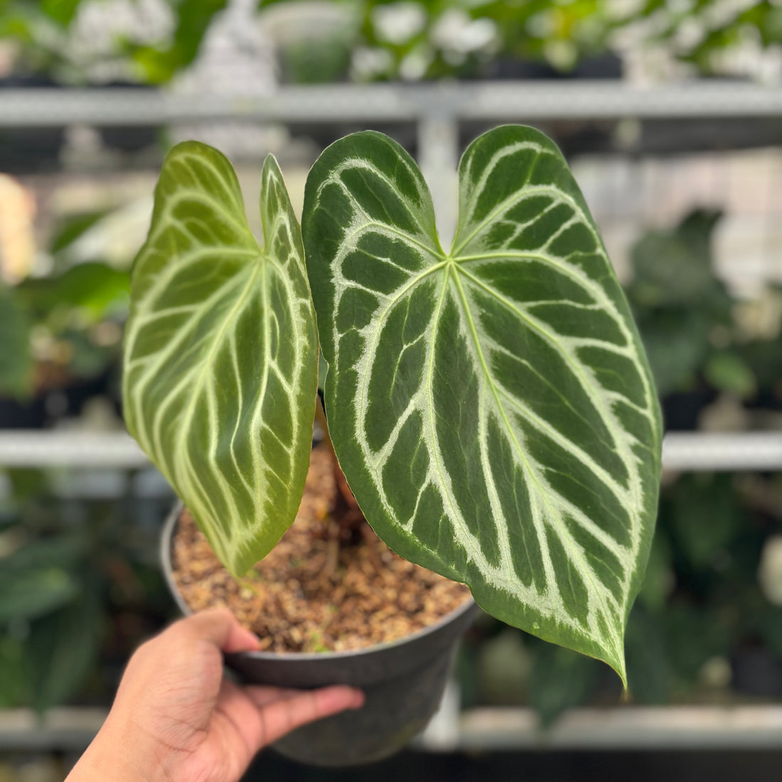 RP19-12 Anthurium Silver Blush Butterfly