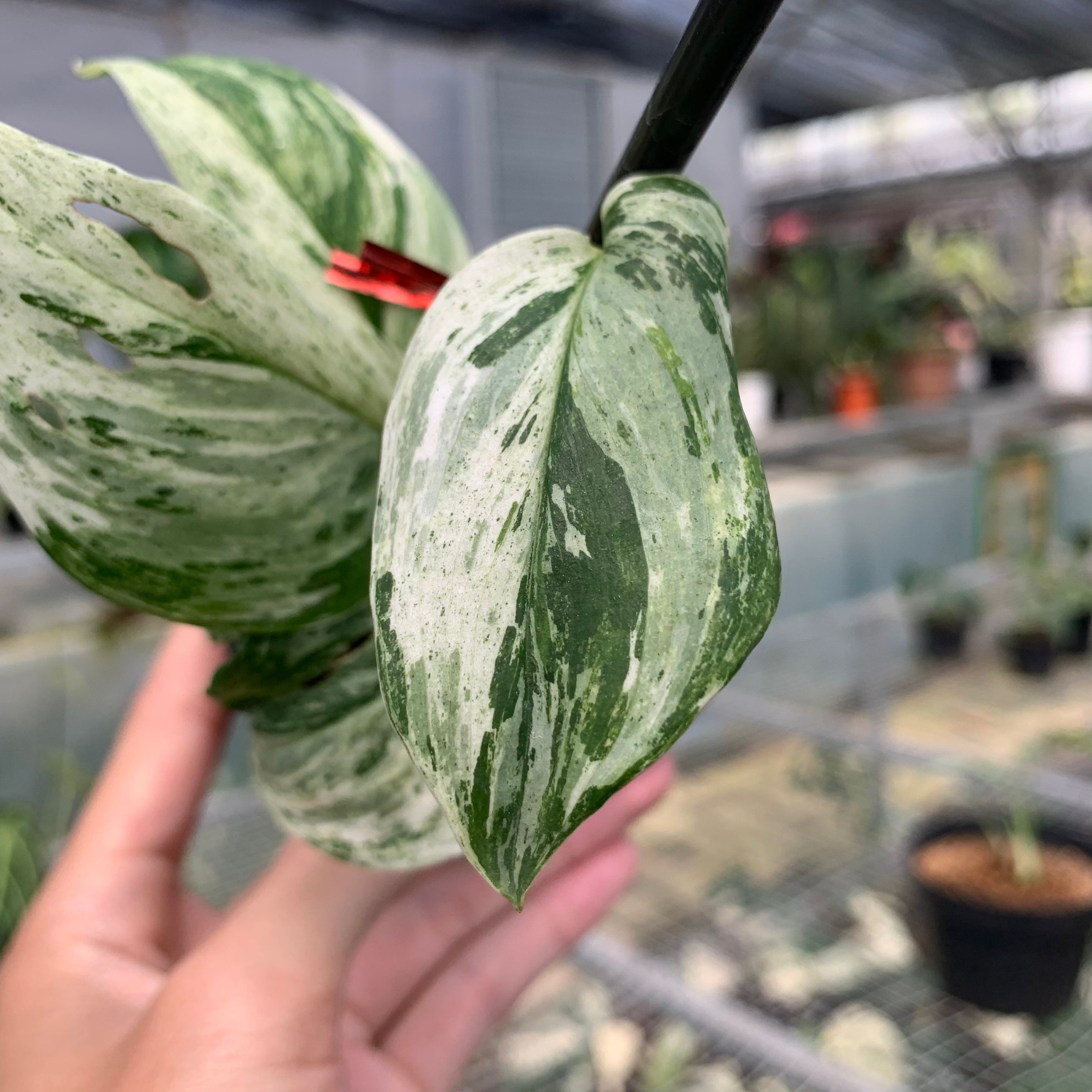 RP5-5 Scindapsus White Mint
