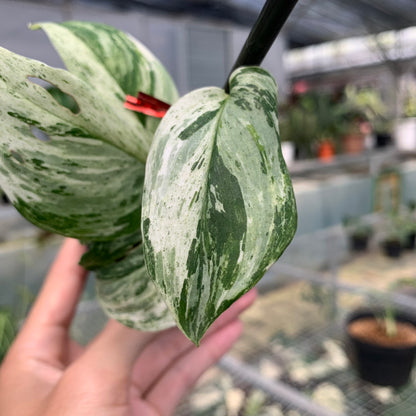 RP5-5 Scindapsus White Mint