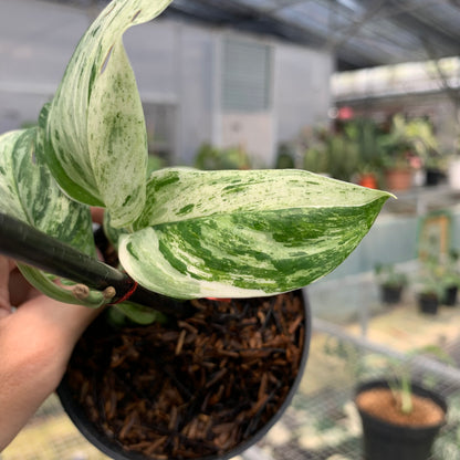 RP5-5 Scindapsus White Mint