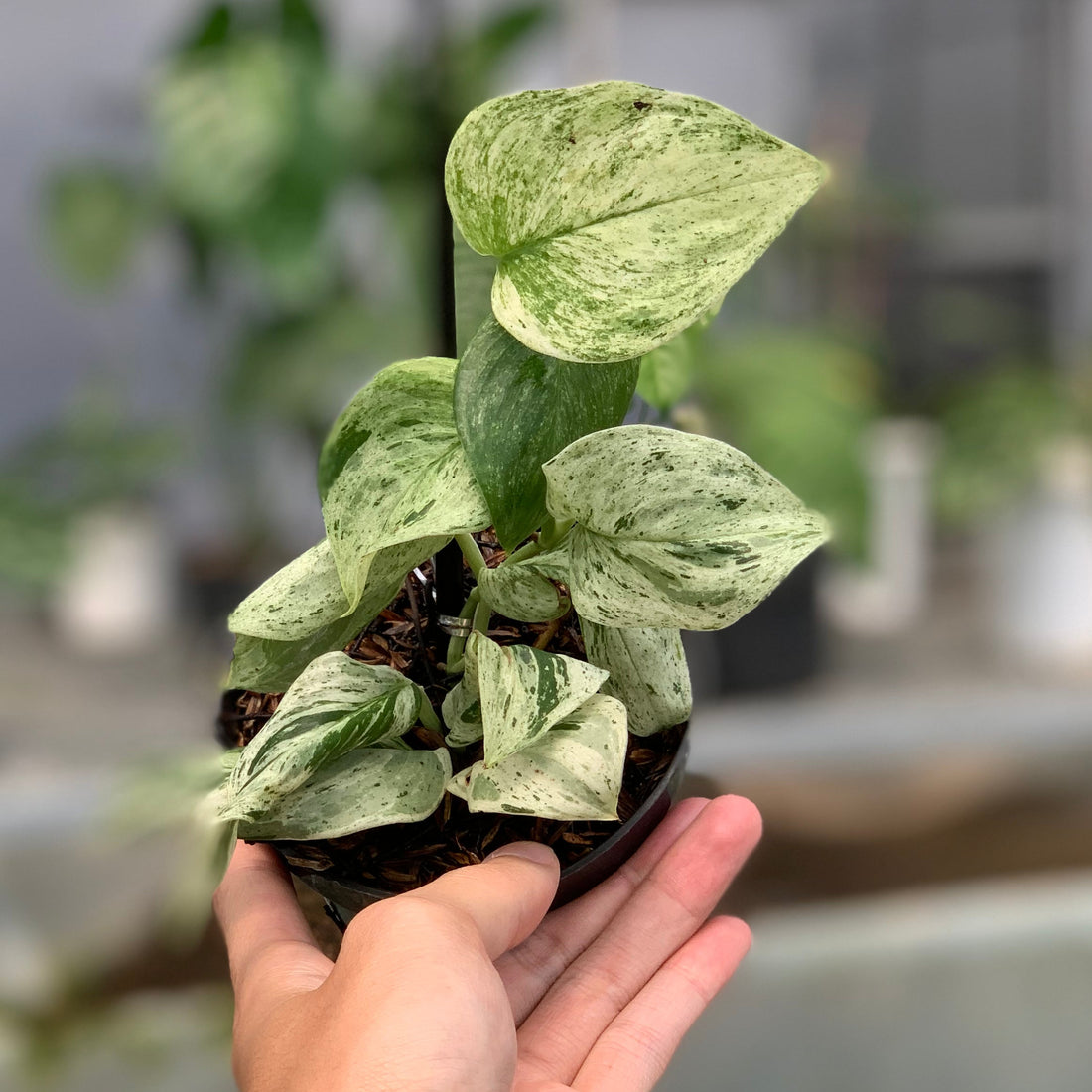 RP6-5 Scindapsus White Mint