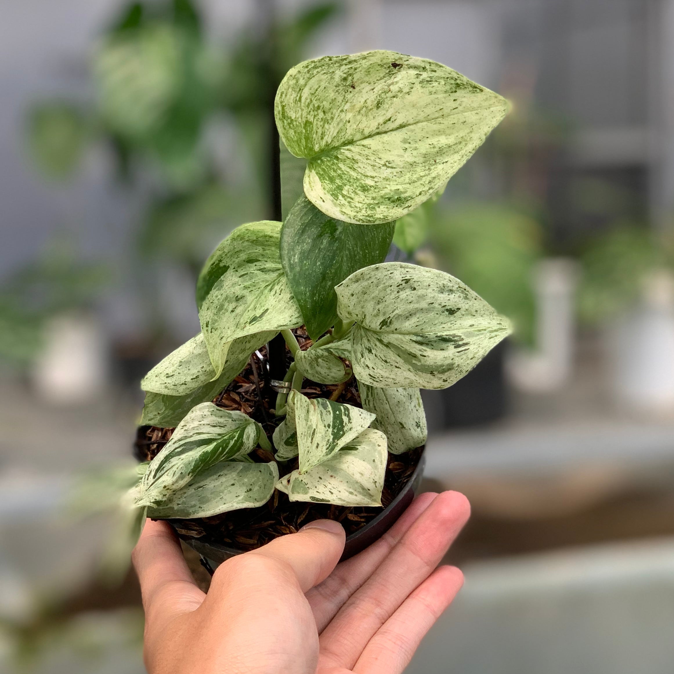 RP6-5 Scindapsus White Mint