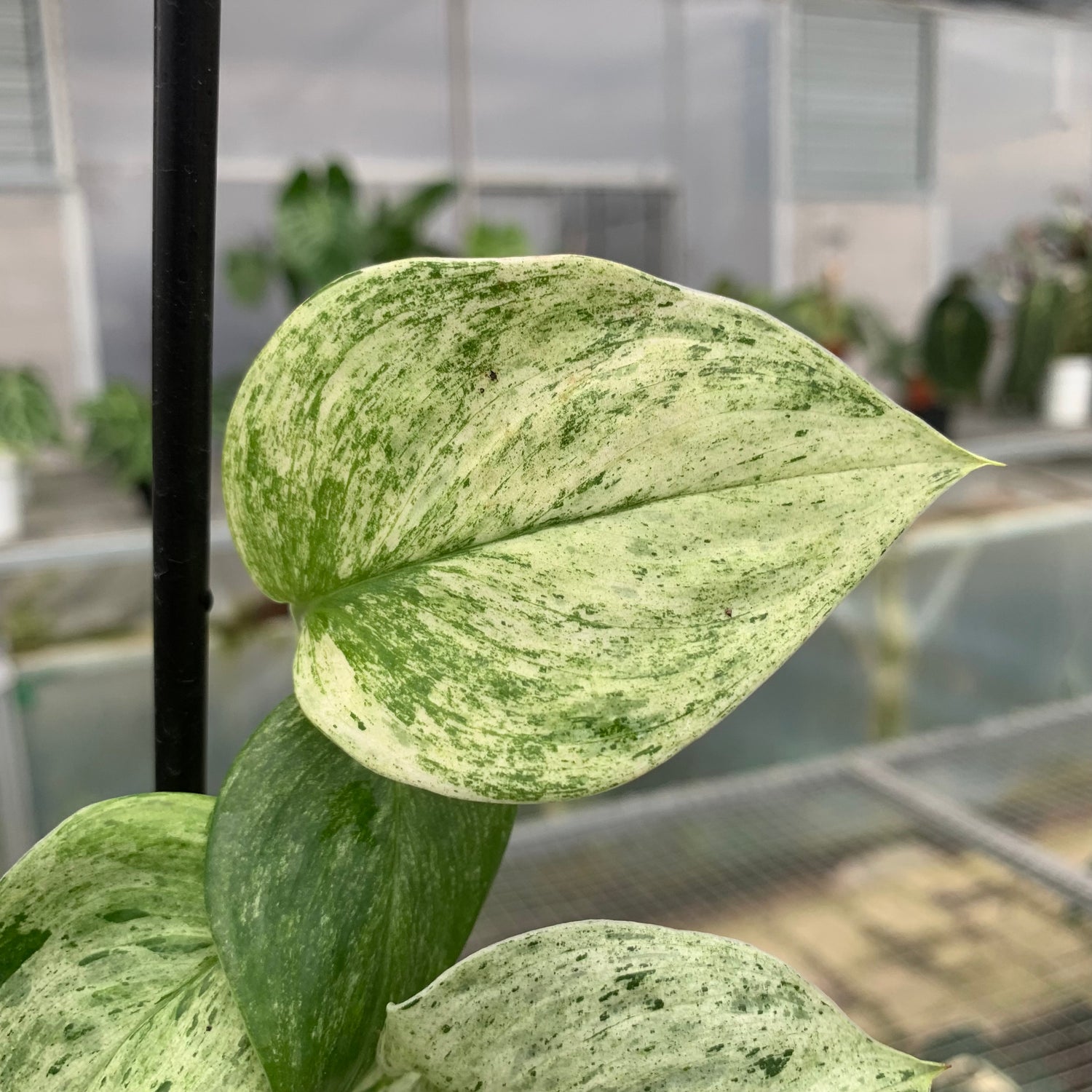 RP6-5 Scindapsus White Mint