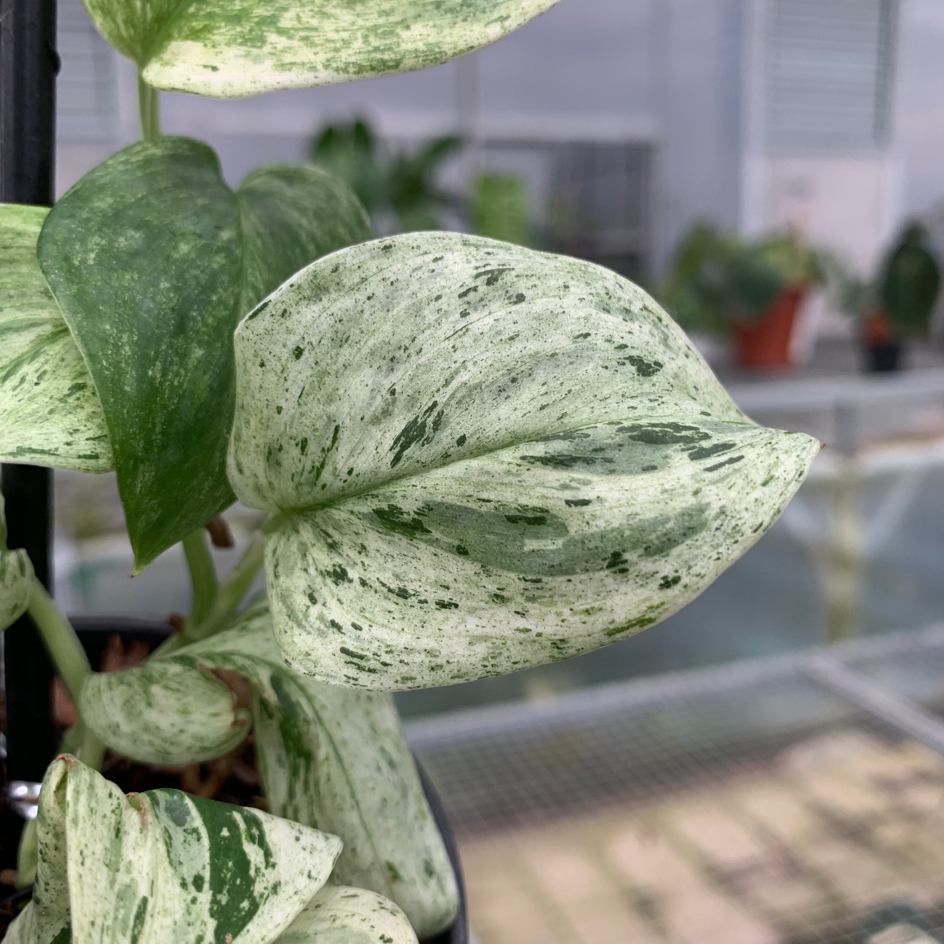 RP6-5 Scindapsus White Mint