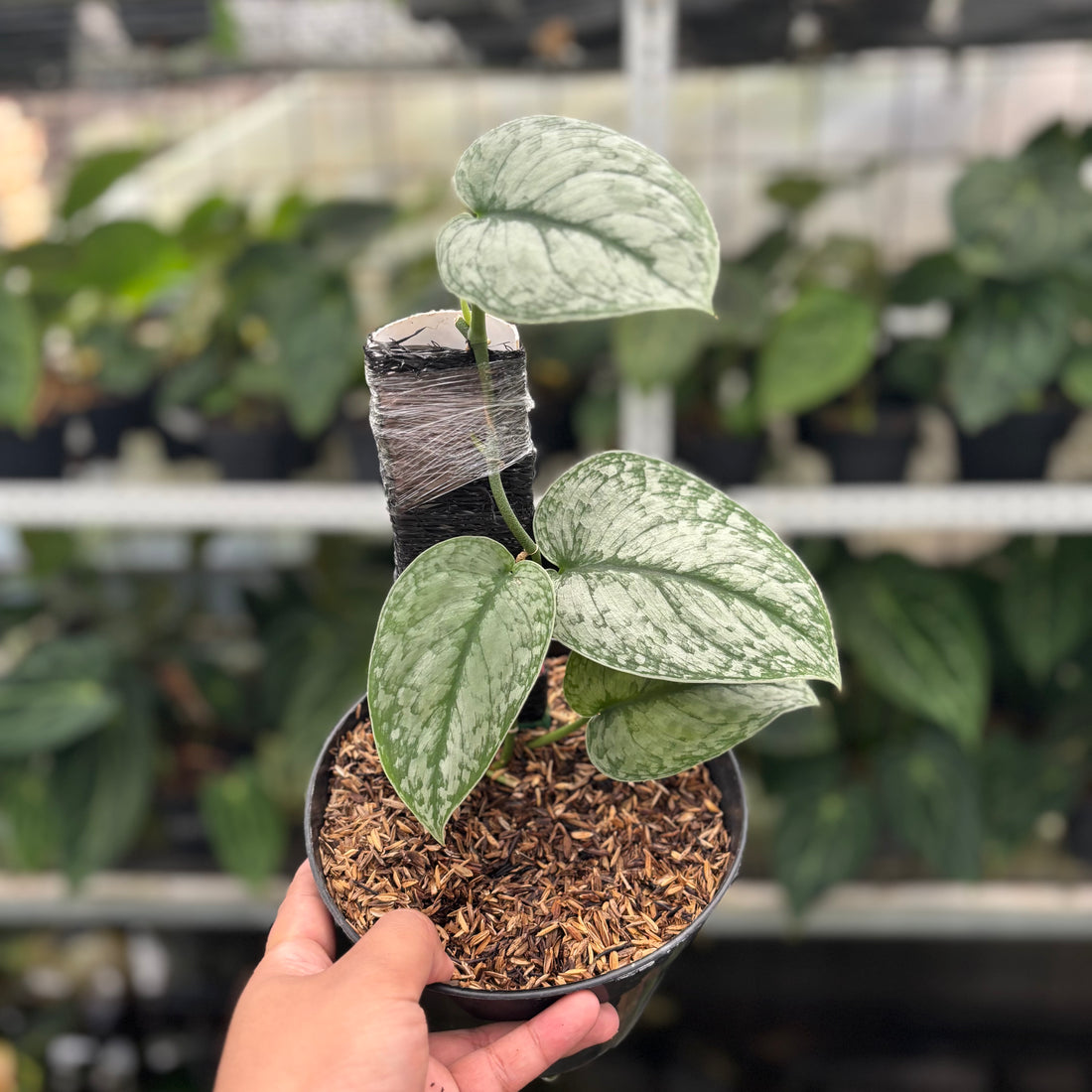 RP20-12 Scindapsus Hologram