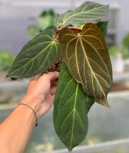RP7-5 Anthurium Papilillaminum Fortsherman Narrow