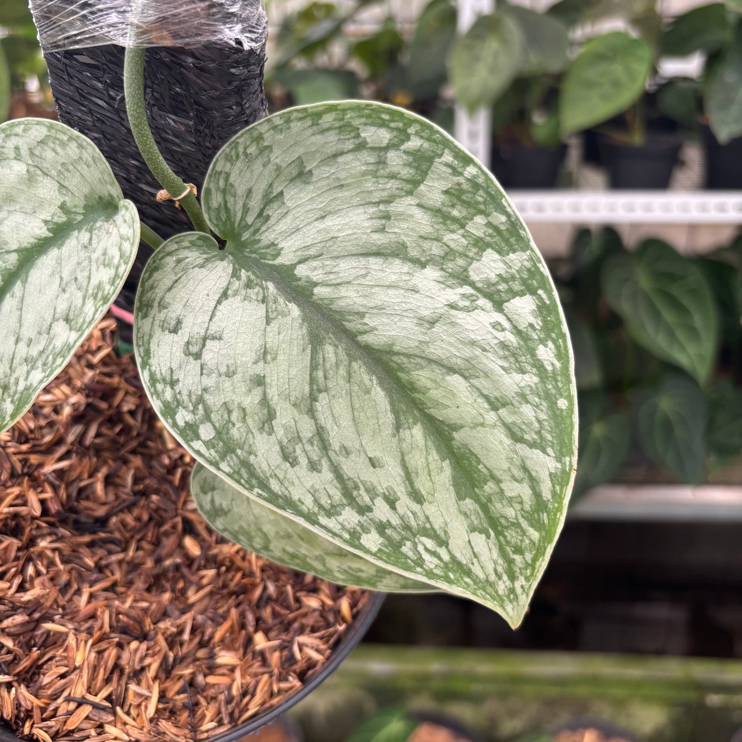 RP20-12 Scindapsus Hologram