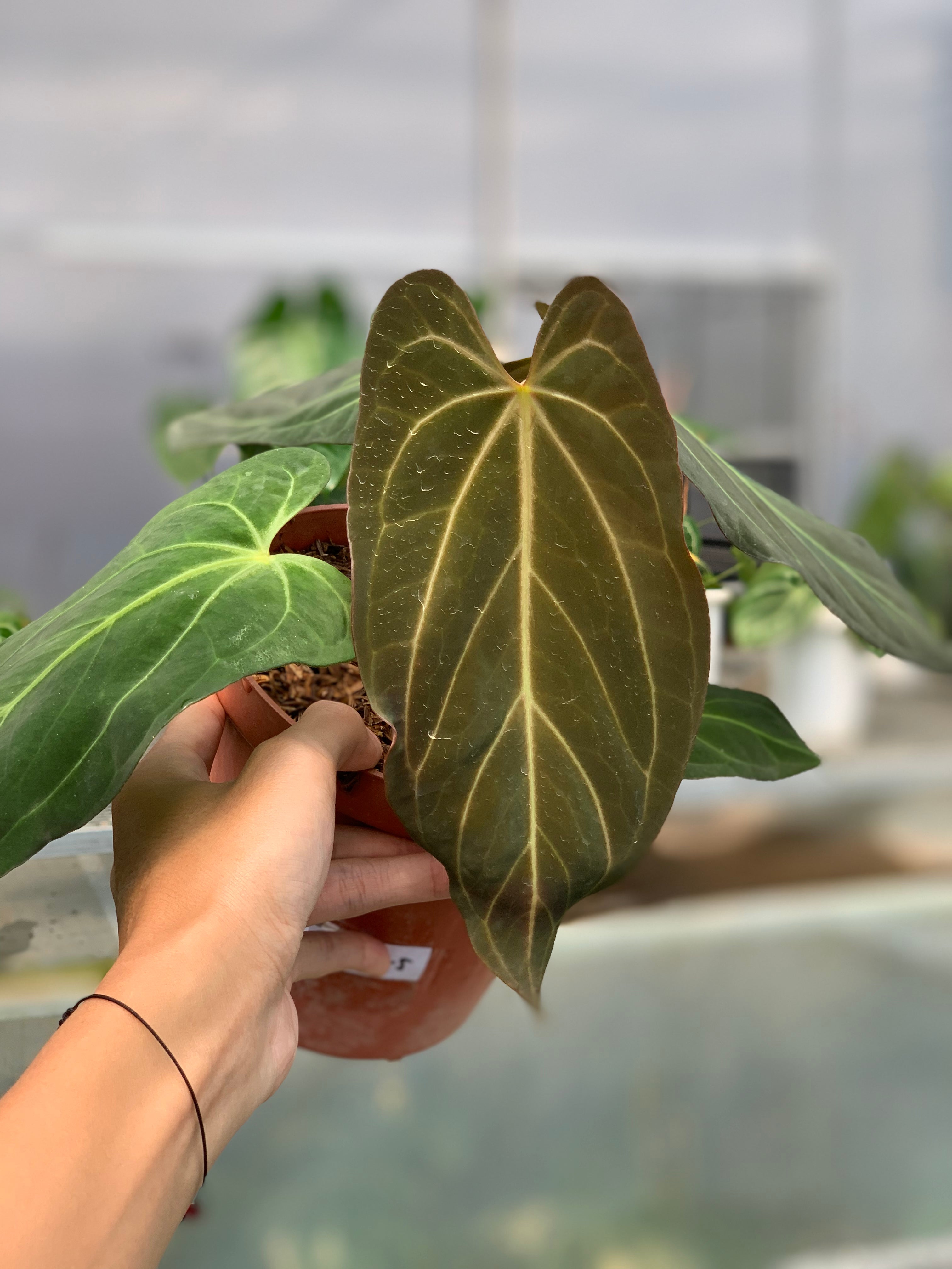 RP7-5 Anthurium Papilillaminum Fortsherman Narrow