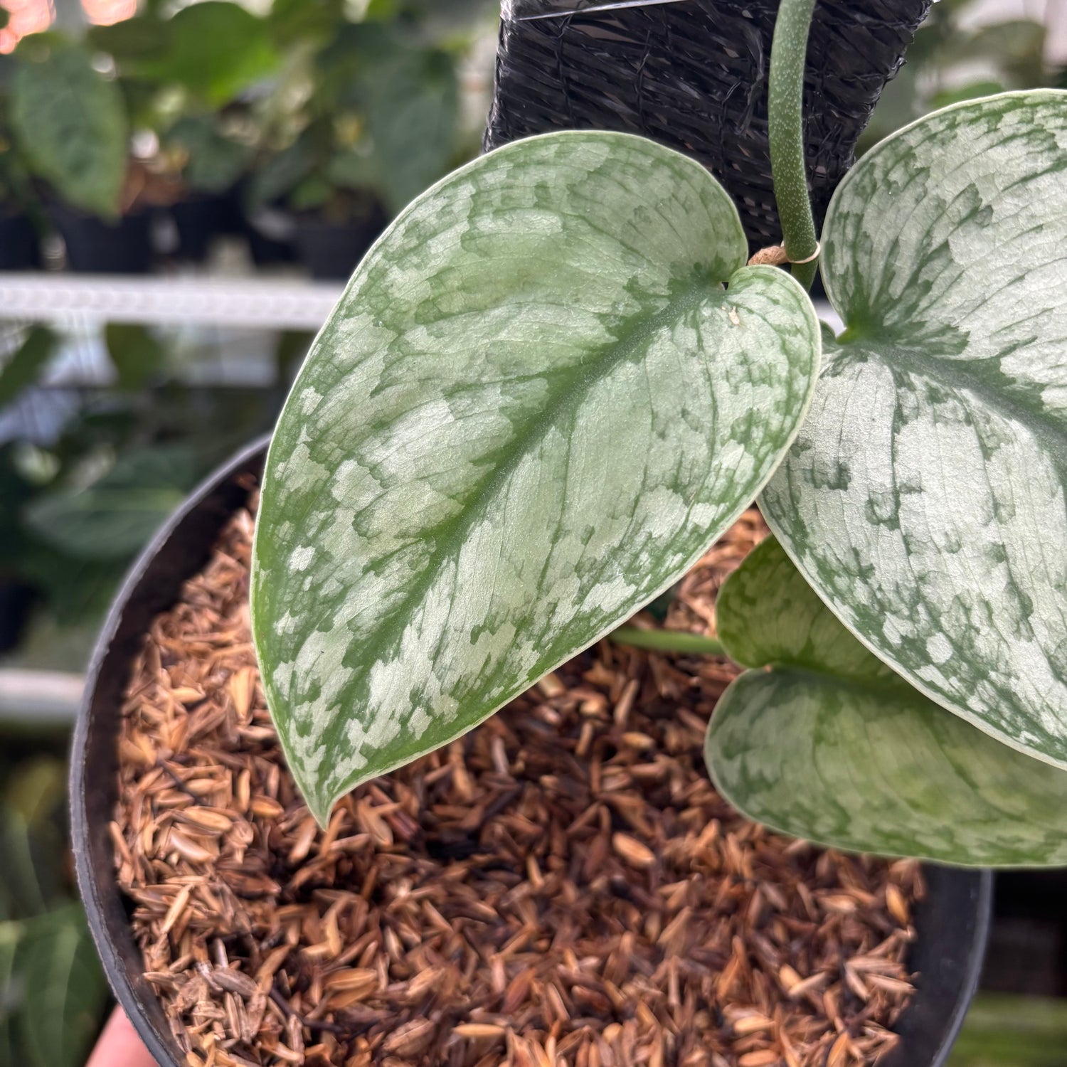 RP20-12 Scindapsus Hologram