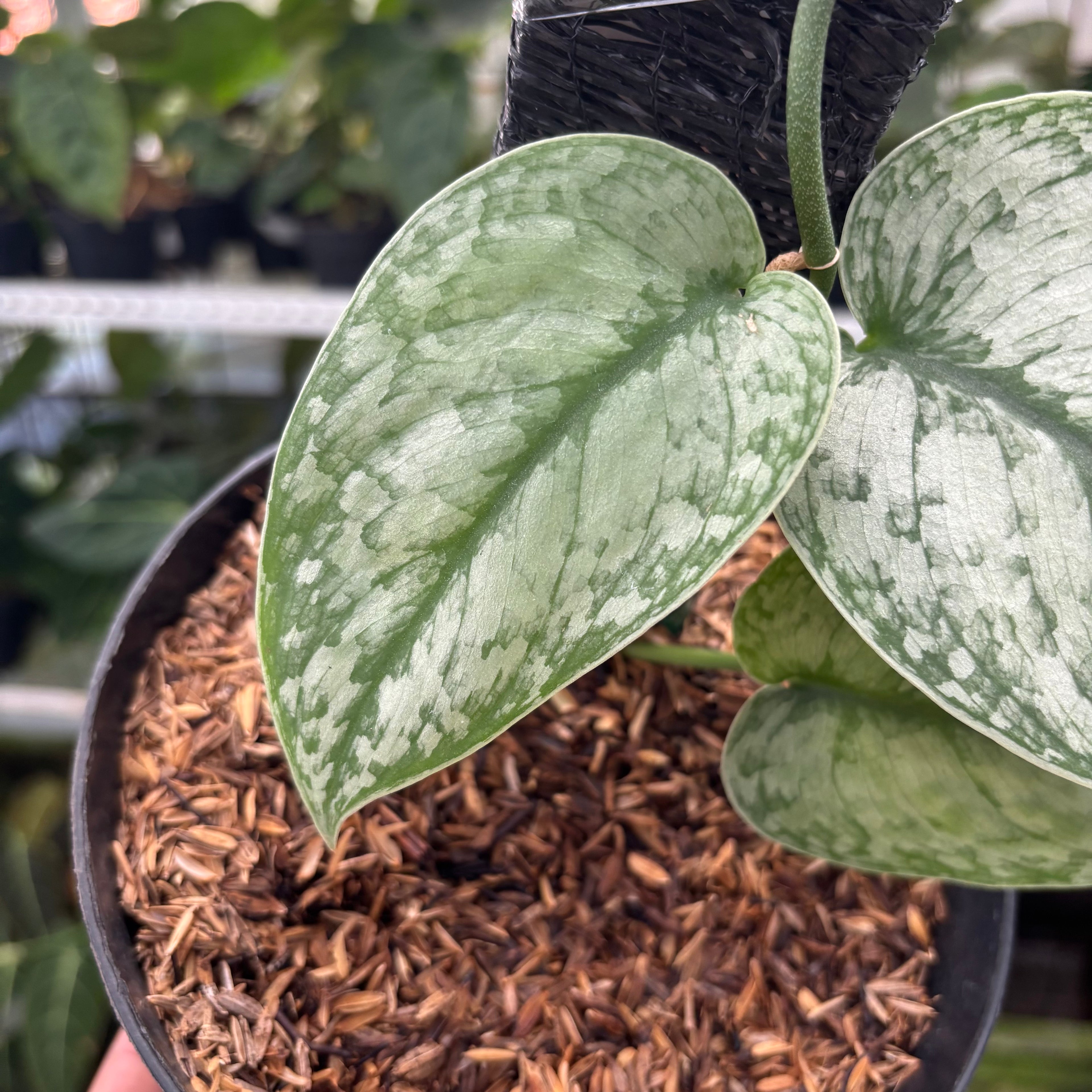 RP20-12 Scindapsus Hologram